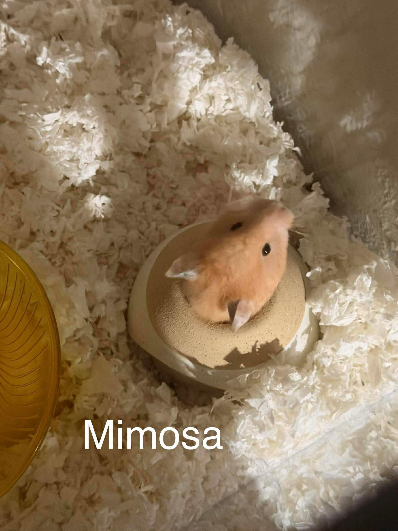 Enlarge Mimosa, a Adoptable mixed breed in Eugene, OR image 2/4