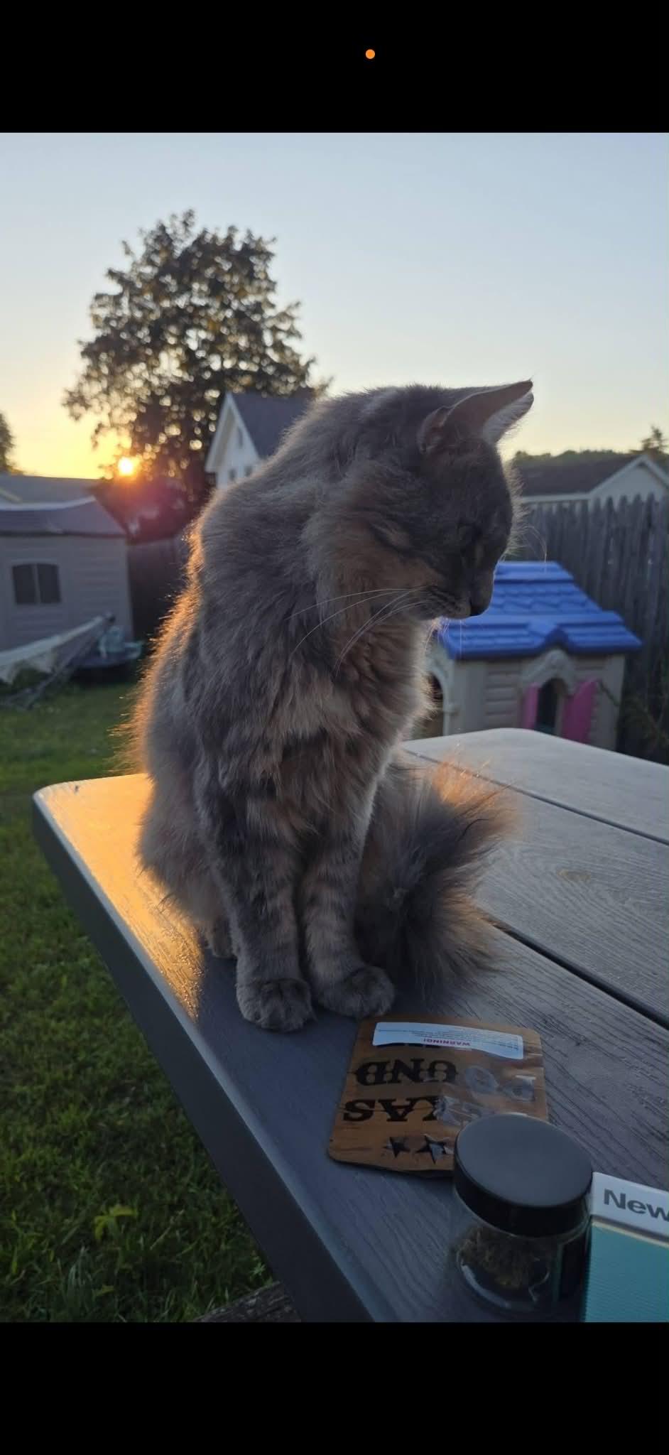 Lolli, a ADOPTABLE Domestic Long Hair in Johnstown, NY image 4/5