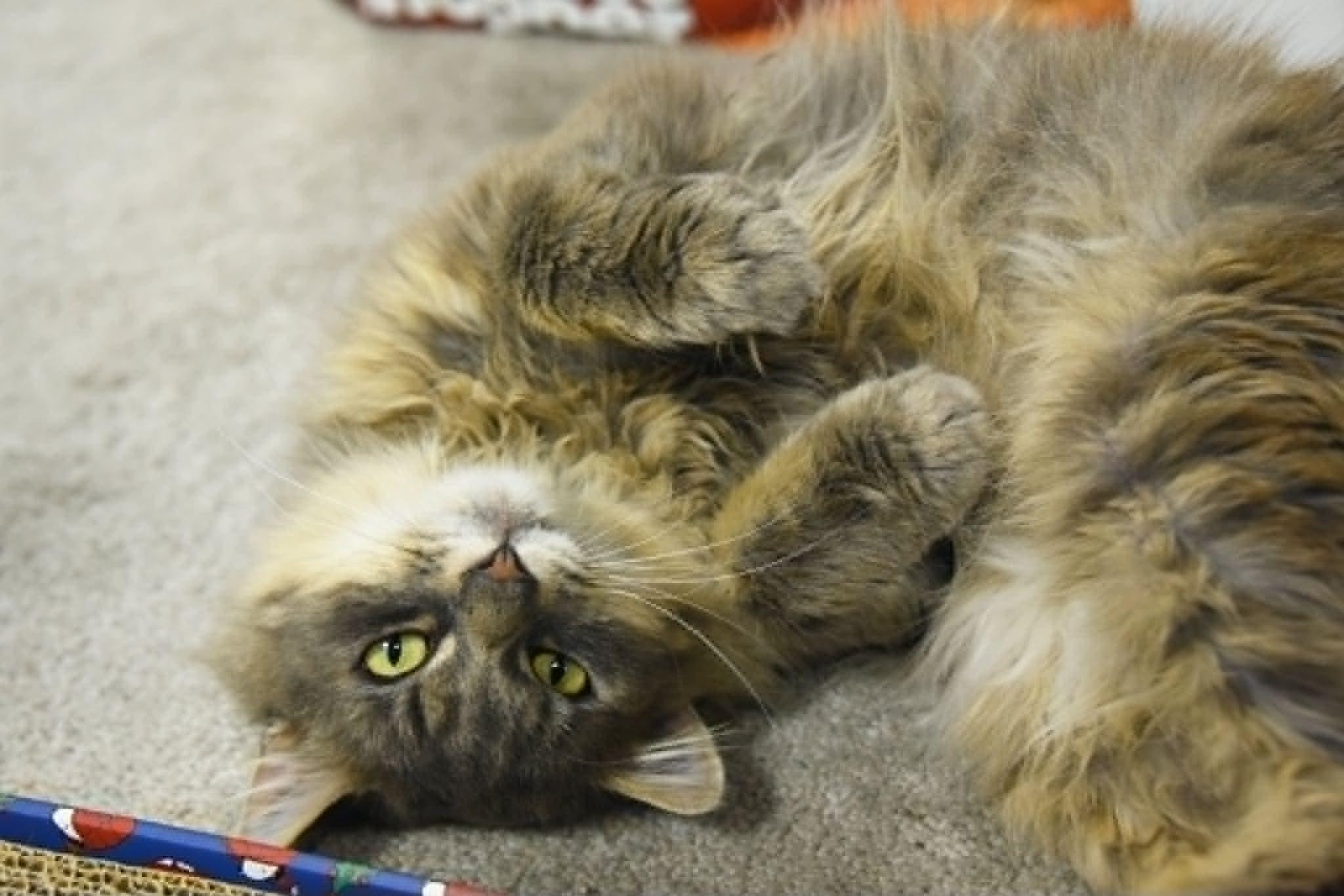Lolli, ADOPTABLE, Adult Male Domestic Long Hair.