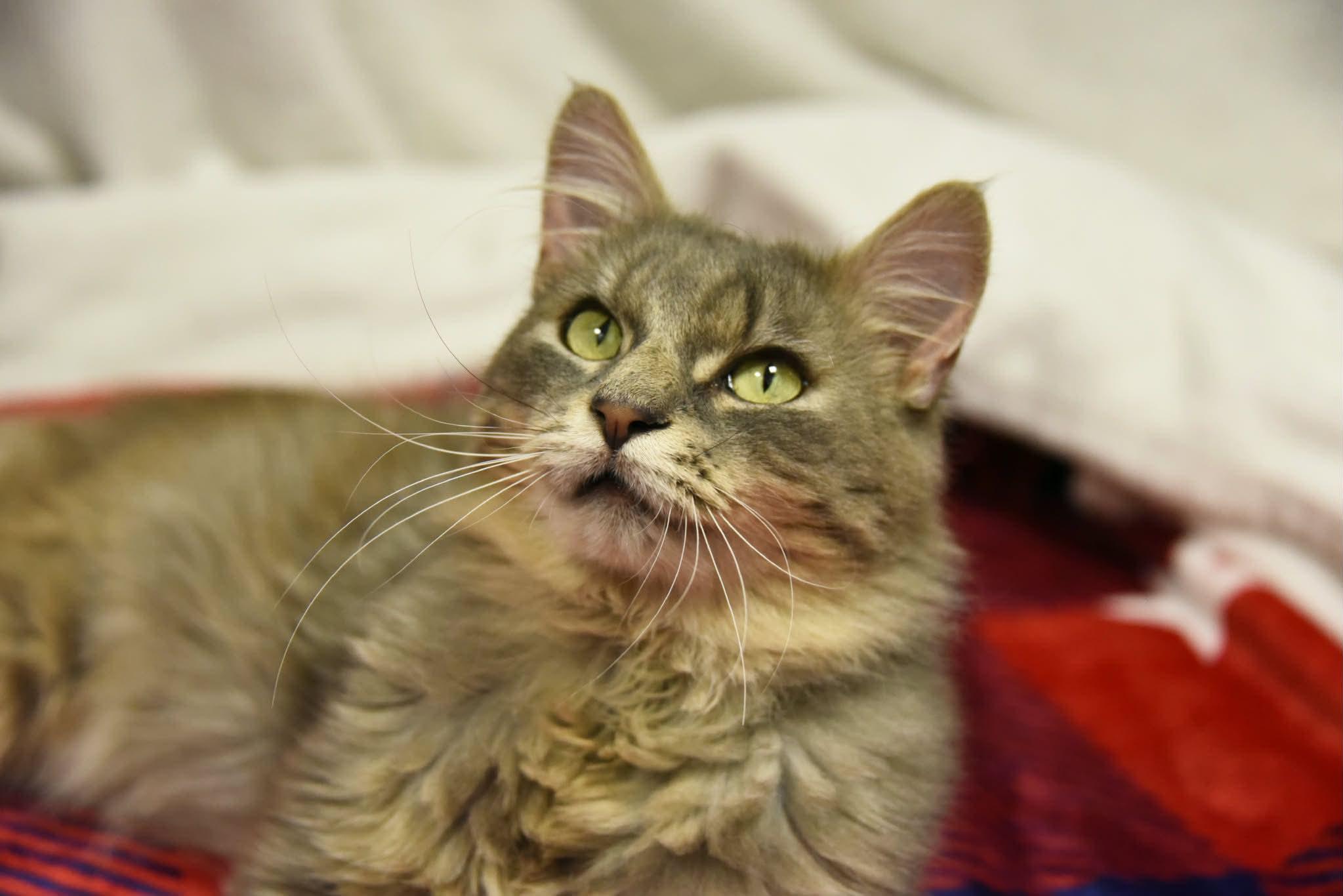 Lolli, a ADOPTABLE Domestic Long Hair in Johnstown, NY image 2/5