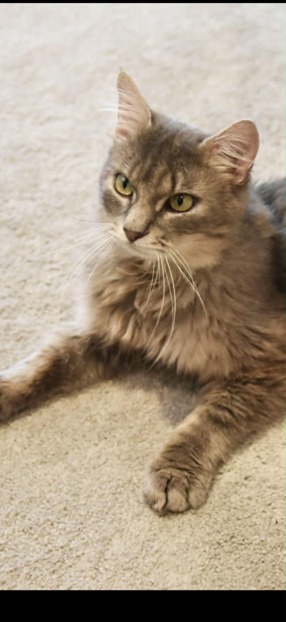 Lolli, a ADOPTABLE Domestic Long Hair in Johnstown, NY image 3/5