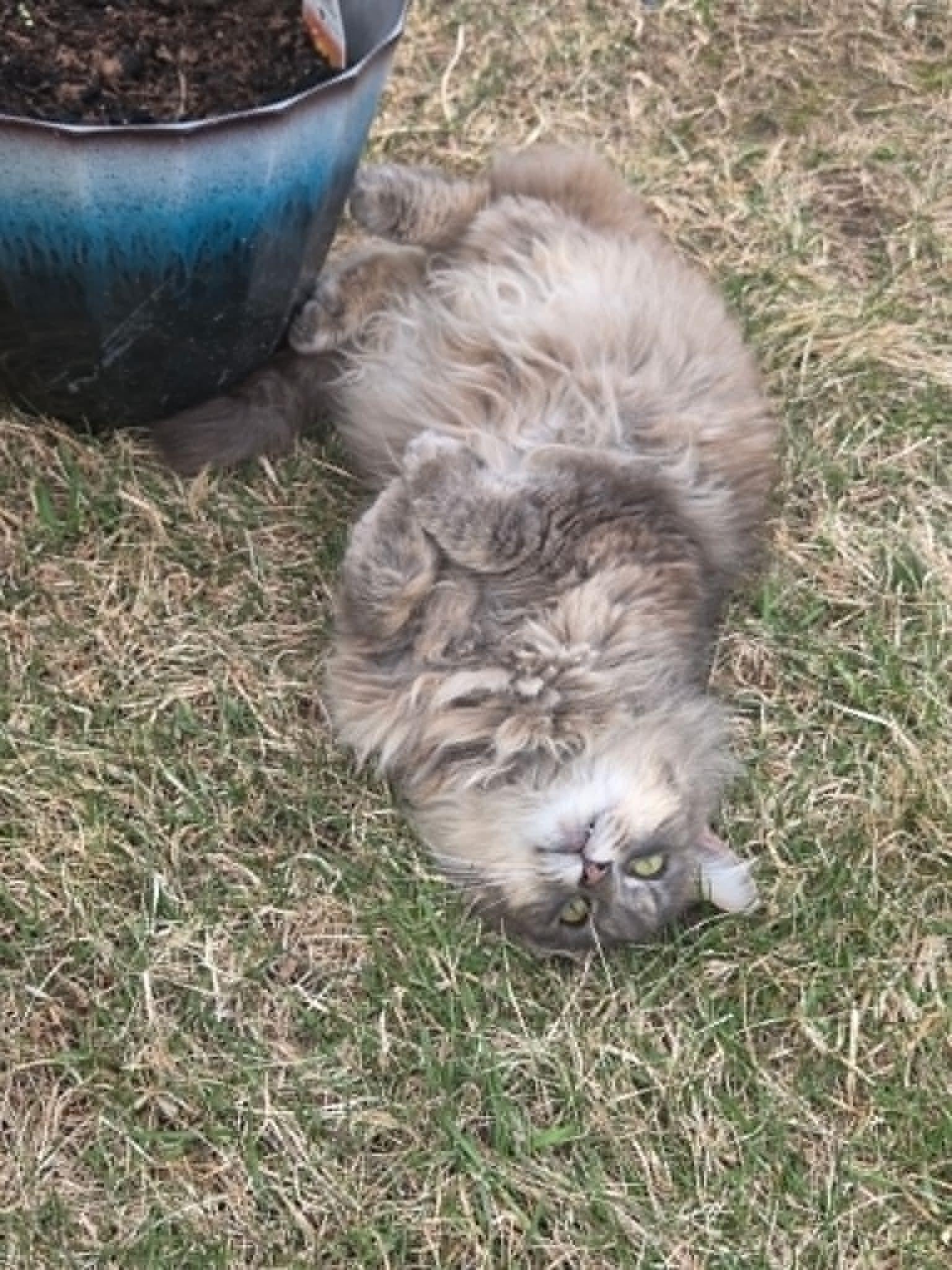 Lolli, a ADOPTABLE Domestic Long Hair in Johnstown, NY image 5/5