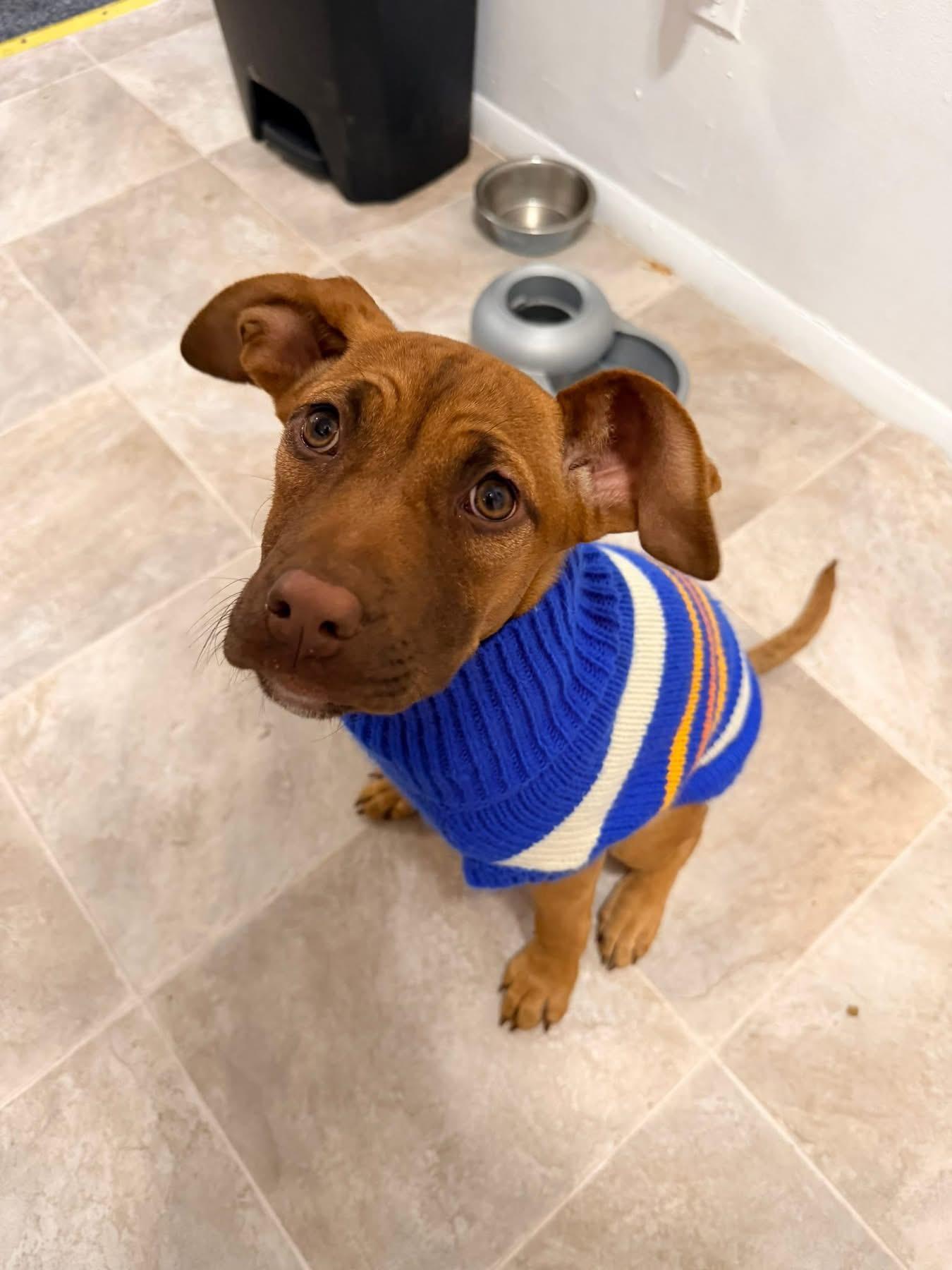 Dahlia — thumbnail 2