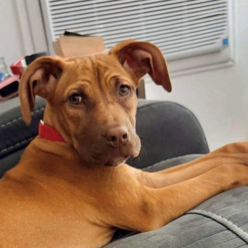 Dahlia — thumbnail 3