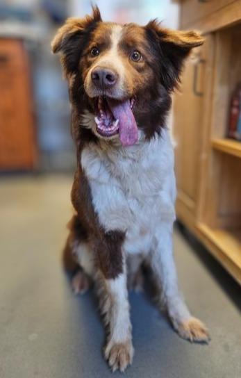 Lila, Adoptable, Young Female Border Collie & Australian Shepherd.
