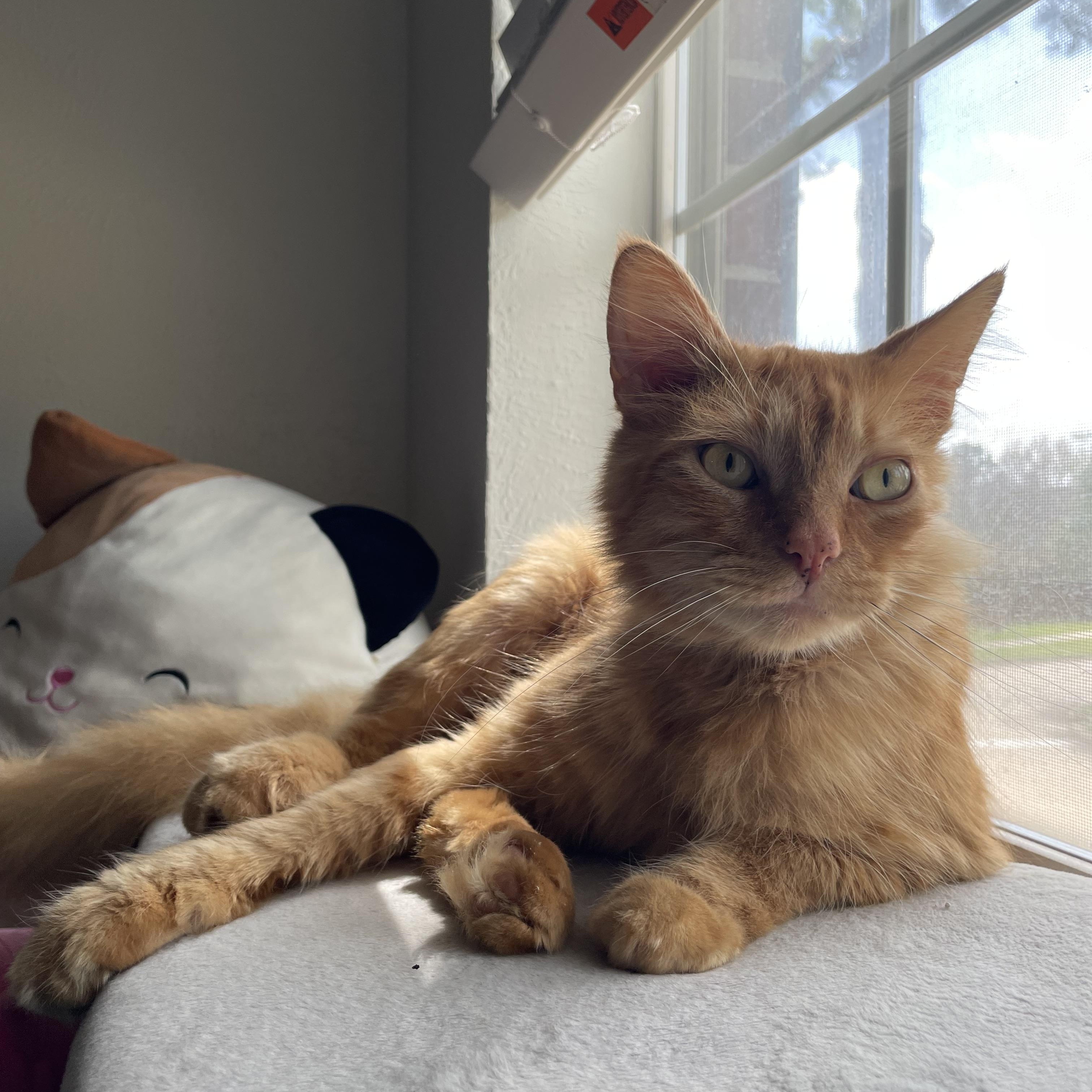 Enlarge Redford, a Adoptable Domestic Long Hair in Buffalo, NY image 1/6