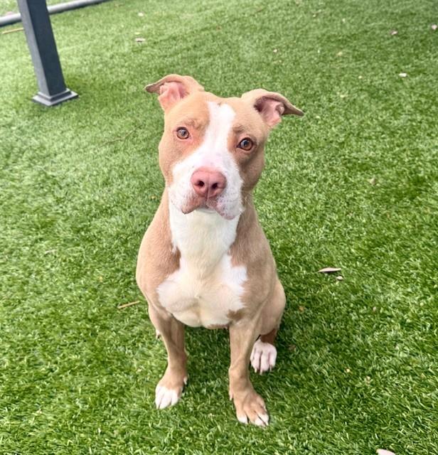 SUGAR, Adoptable, Adult Female Pit Bull Terrier.