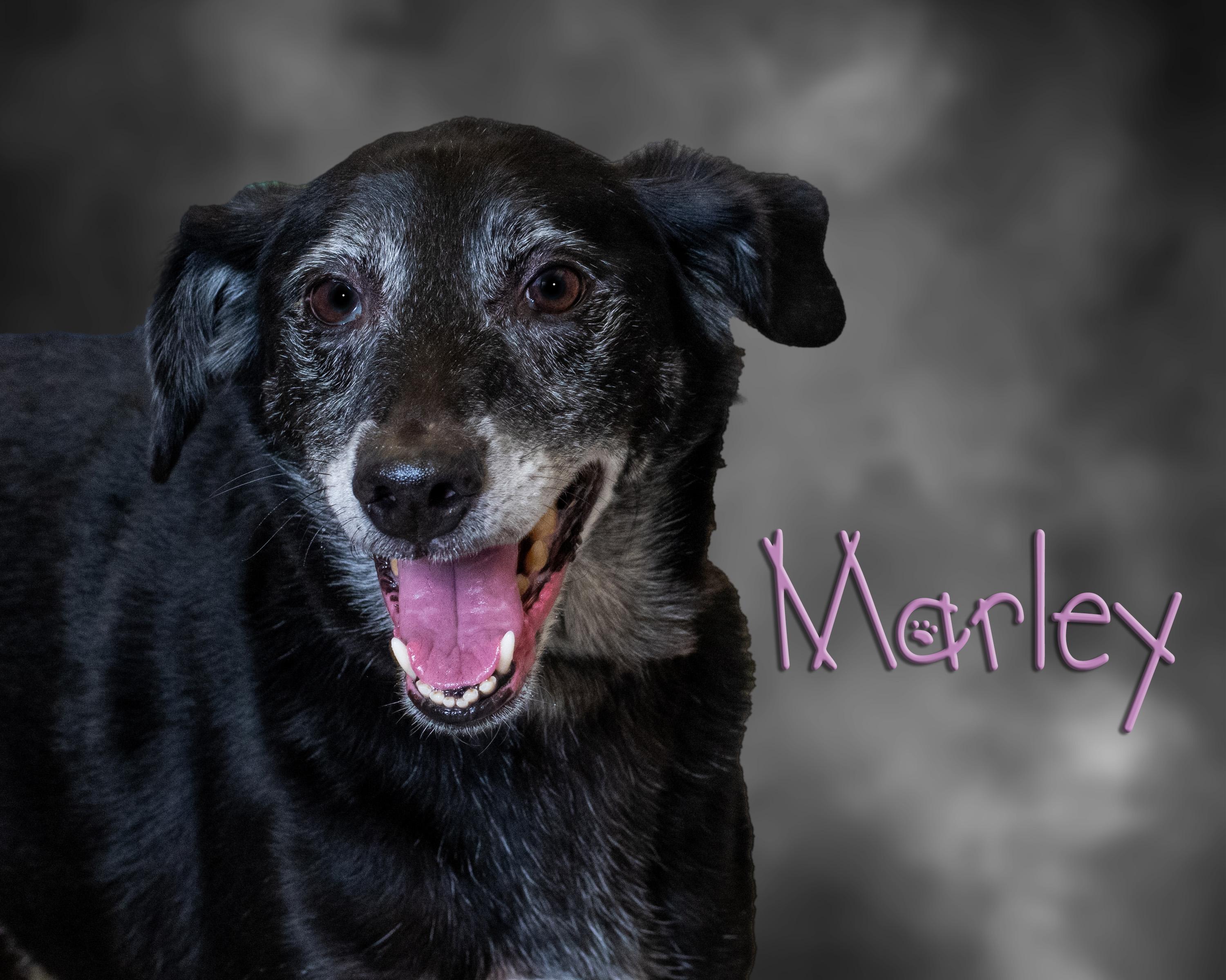 Marley, ADOPTABLE, Senior Male Labrador Retriever.