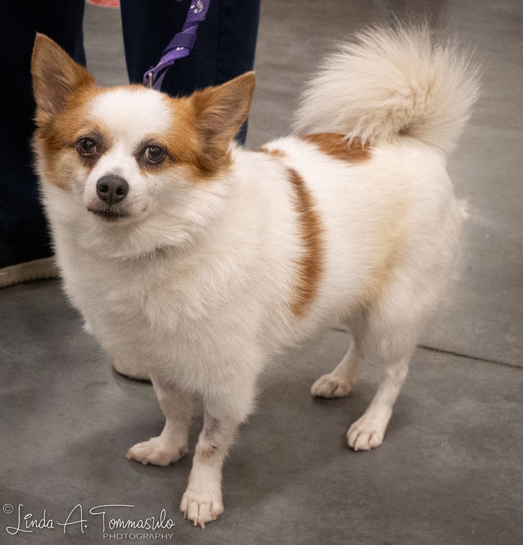 Merlin, Adoptable, Adult Male Pomeranian.