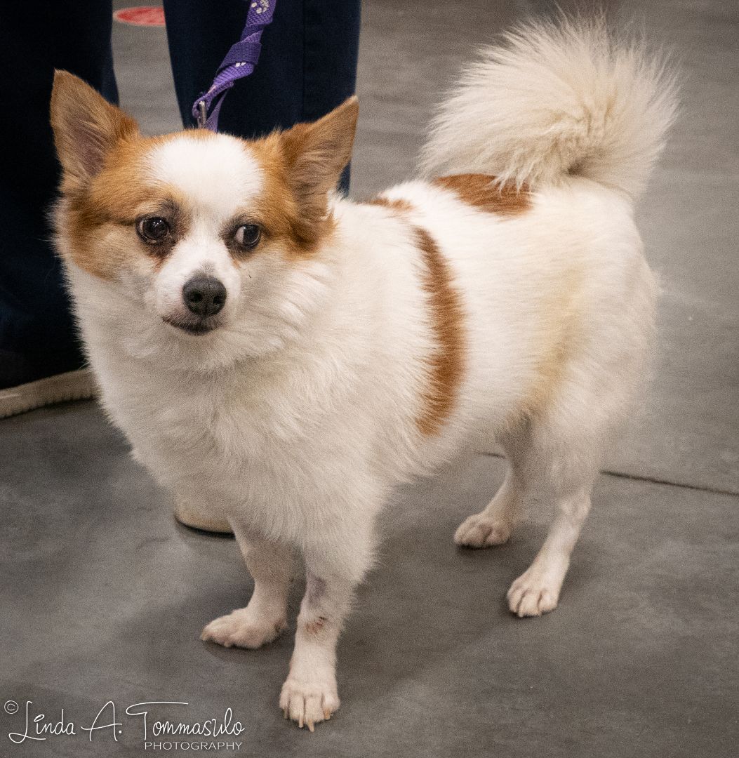 Merlin, a Adoptable mixed breed in Albany, NY image 2/11