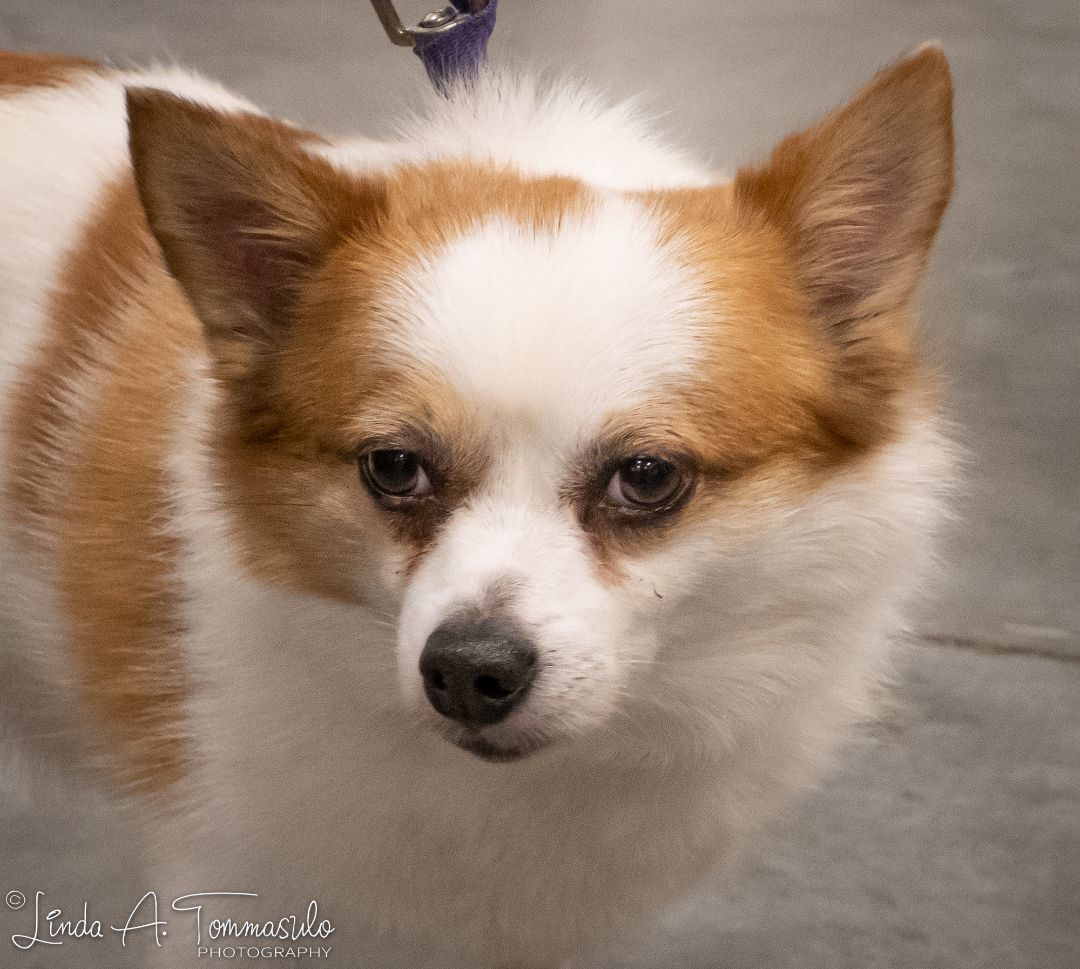 Merlin, a Adoptable mixed breed in Albany, NY image 3/11