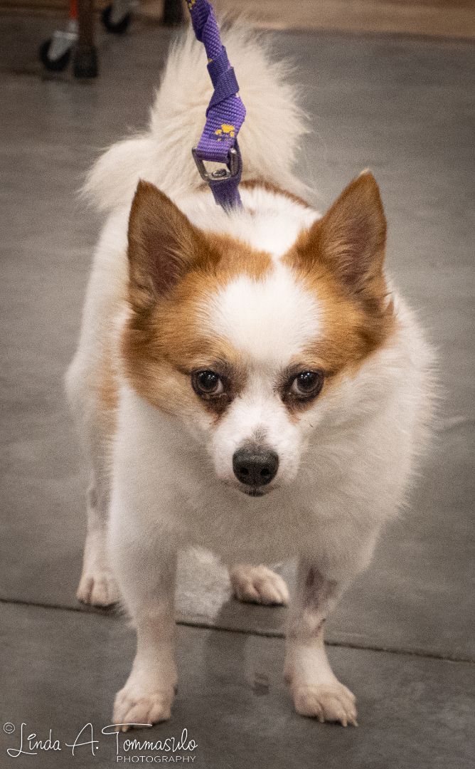 Merlin, a Adoptable mixed breed in Albany, NY image 4/11