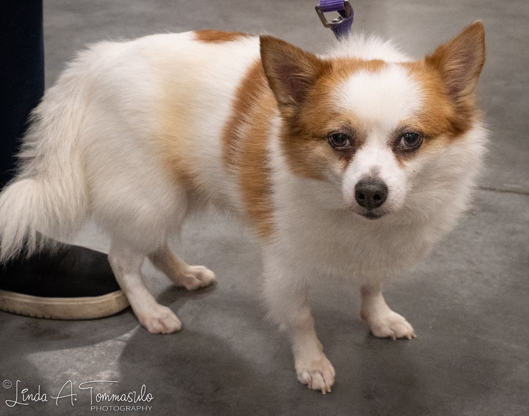 Merlin, a Adoptable mixed breed in Albany, NY image 5/11
