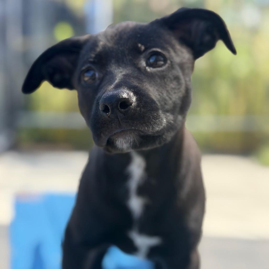Cora Dune, Adoptable, Puppy Female Pit Bull Terrier & Mixed Breed.
