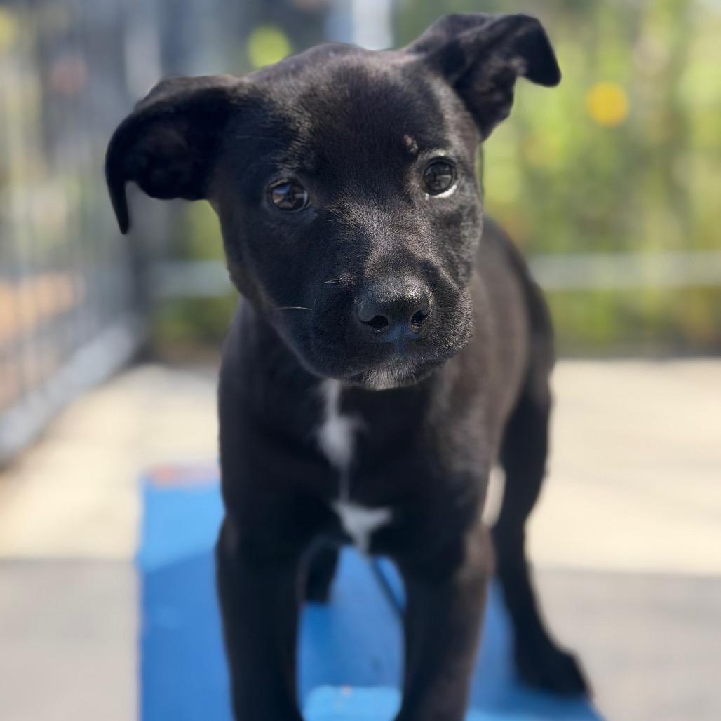 Enlarge Cora Dune, a Adoptable mixed breed in Riverside, CA image 2/3