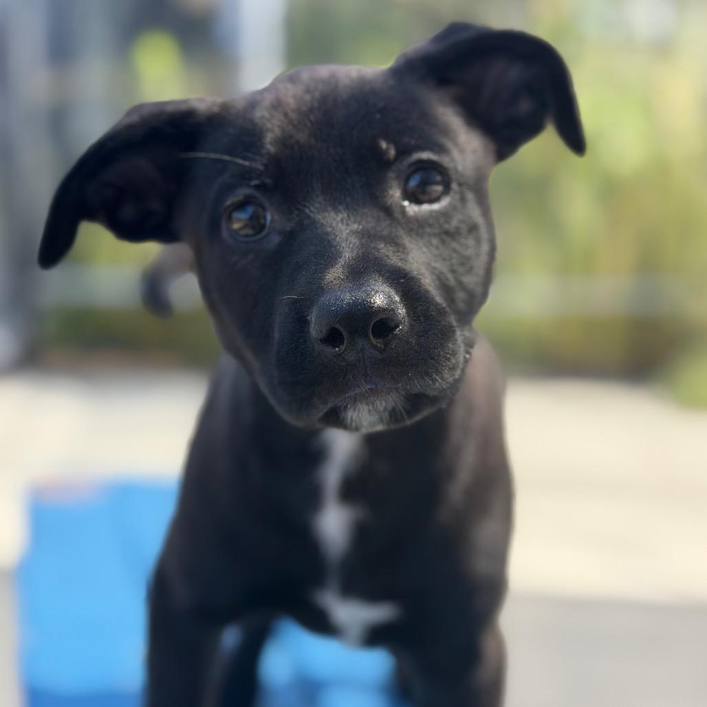 Enlarge Cora Dune, a Adoptable mixed breed in Riverside, CA image 3/3