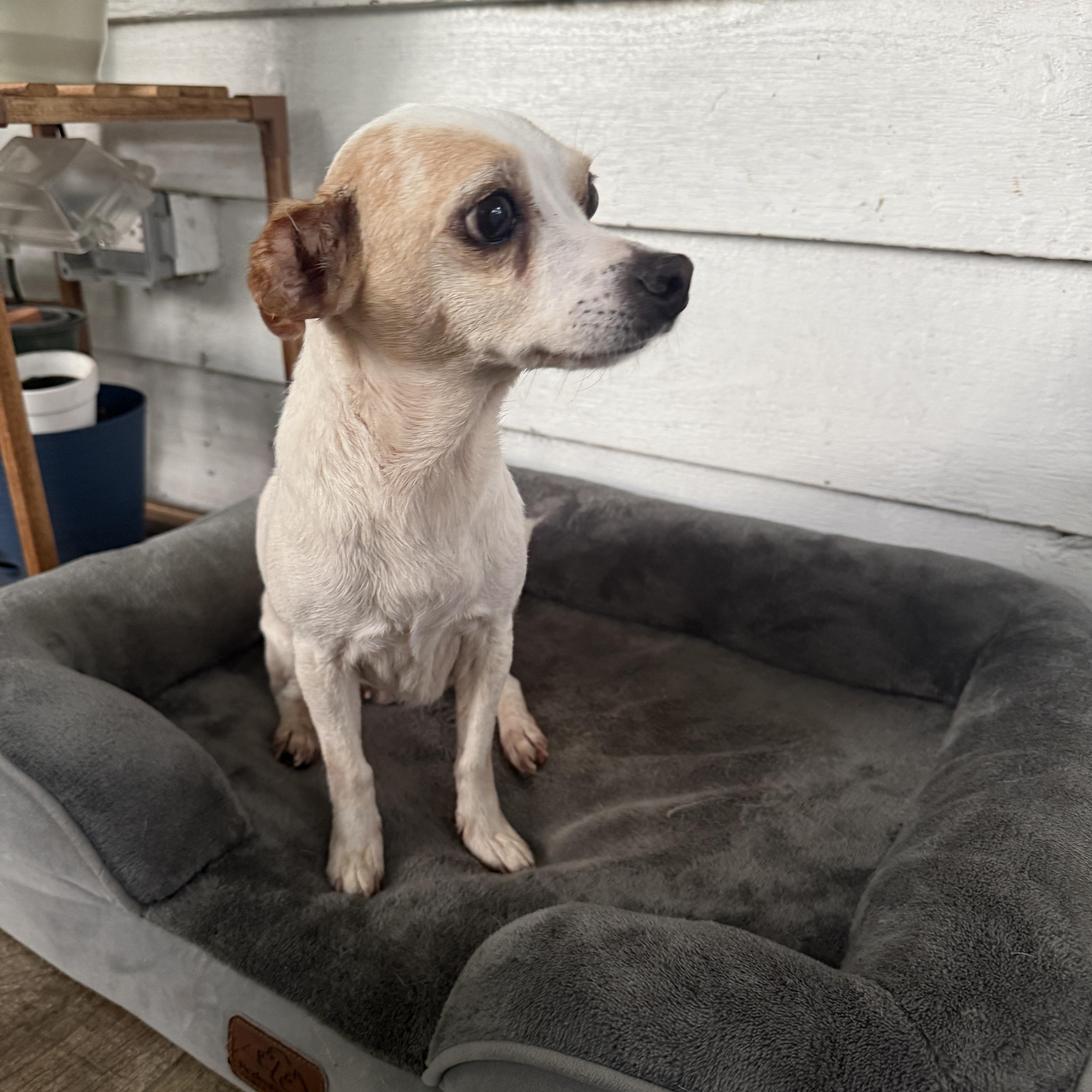 Bella, ADOPTABLE, Senior Female Chihuahua.