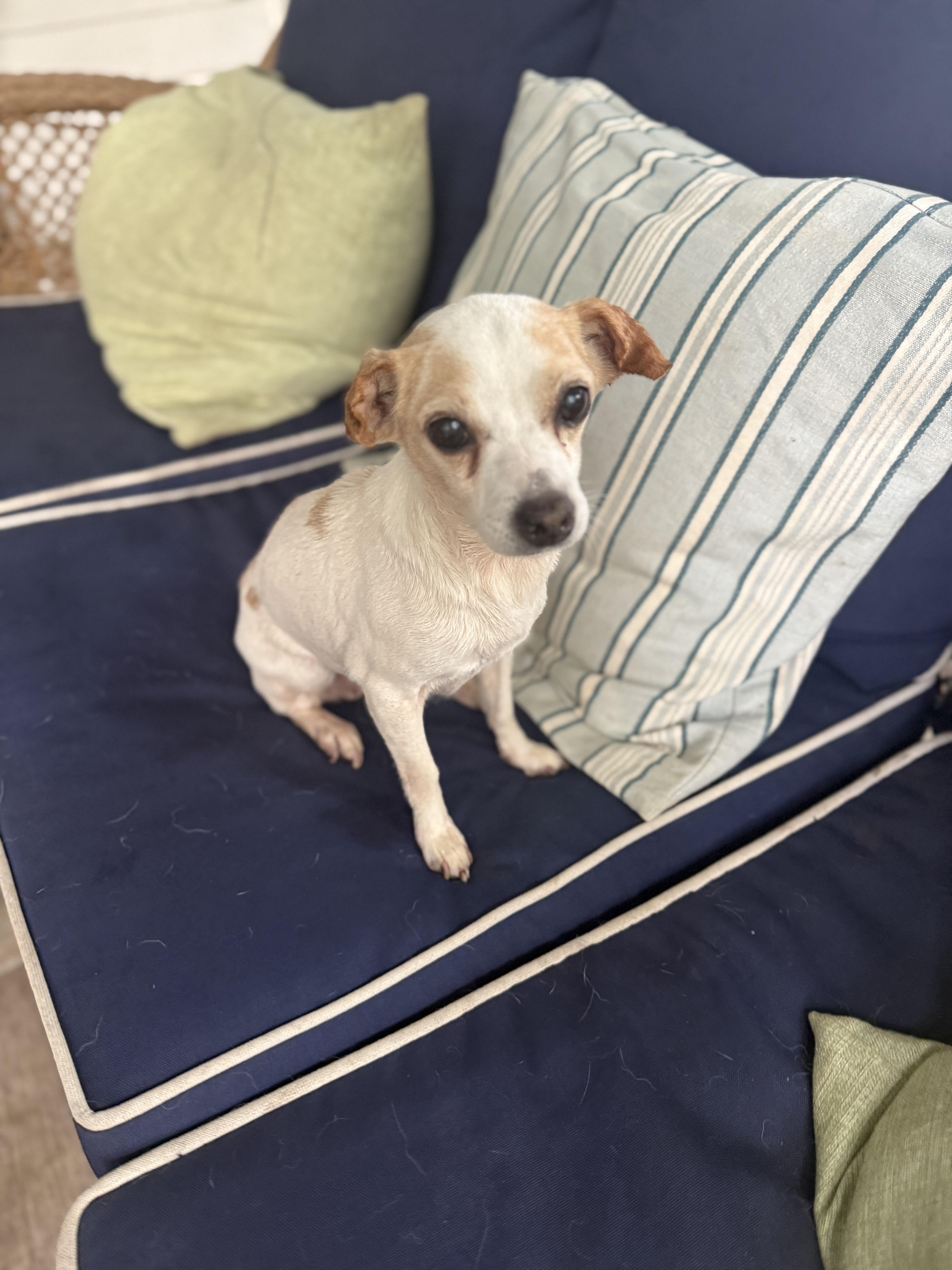Bella, a ADOPTABLE Chihuahua in Marietta, GA image 4/5