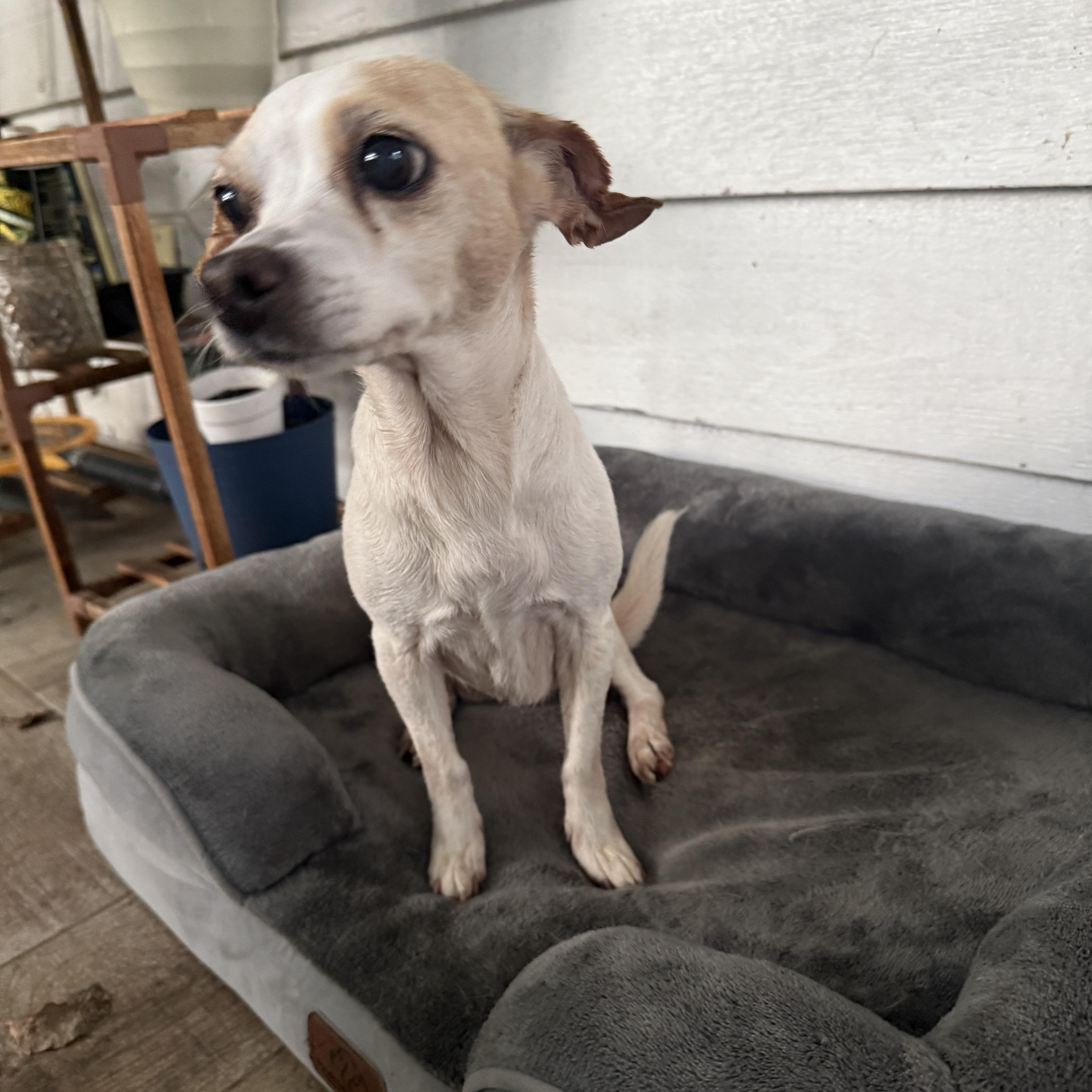 Bella, a ADOPTABLE Chihuahua in Marietta, GA image 2/5