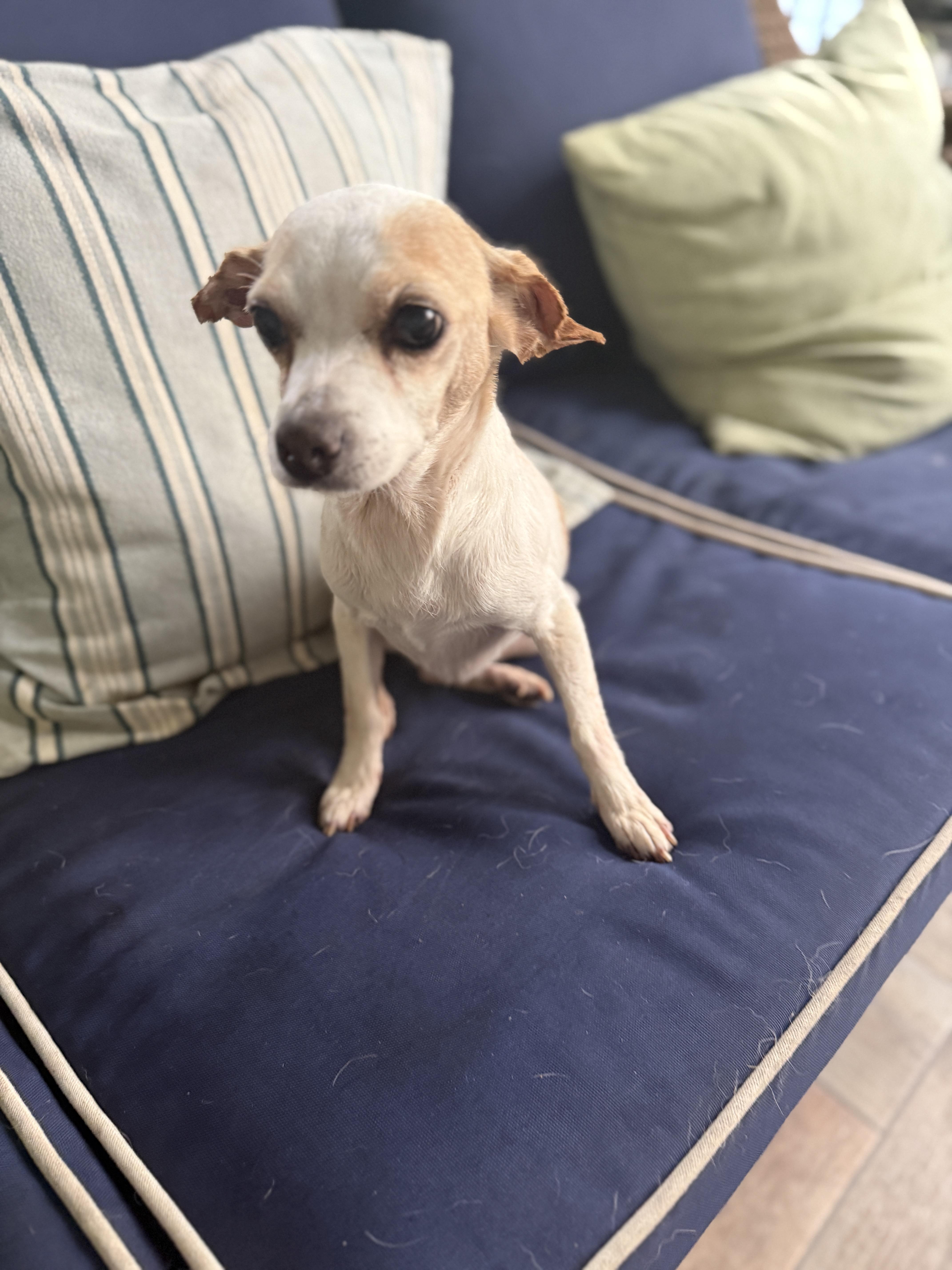 Bella, a ADOPTABLE Chihuahua in Marietta, GA image 3/5
