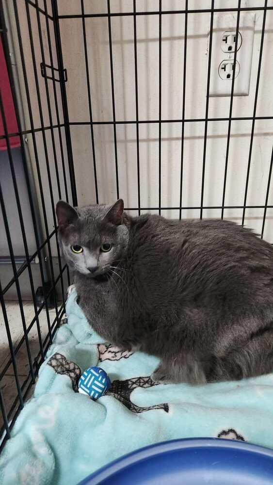 Enlarge Bunny aka Gray Baby G., a Adoptable Domestic Short Hair in Peoria, IL image 1/2