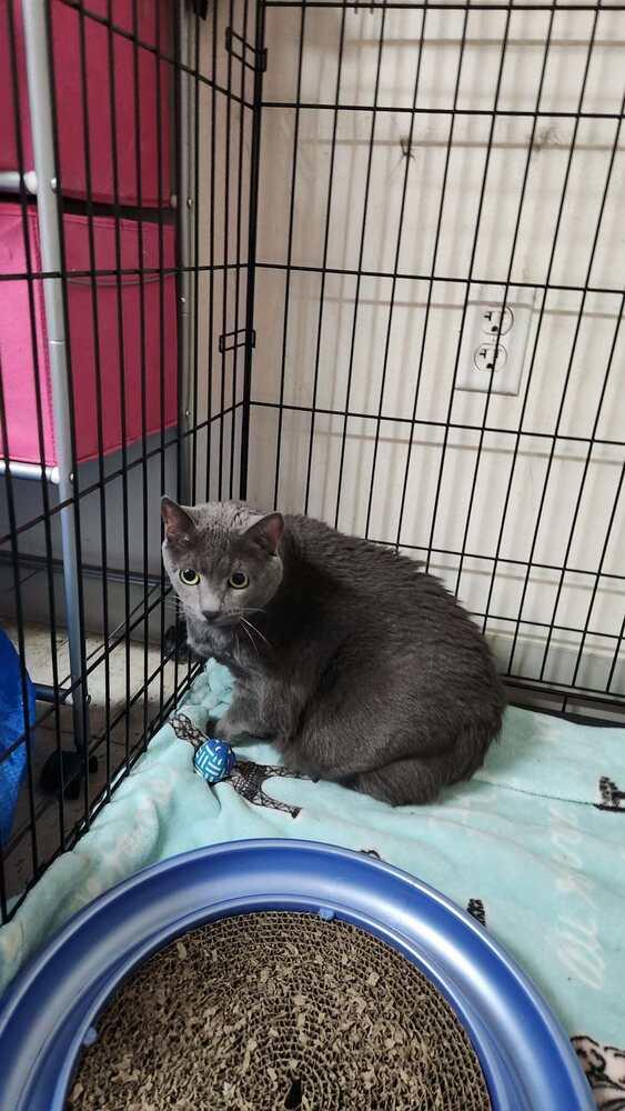Enlarge Bunny aka Gray Baby G., a Adoptable Domestic Short Hair in Peoria, IL image 2/2