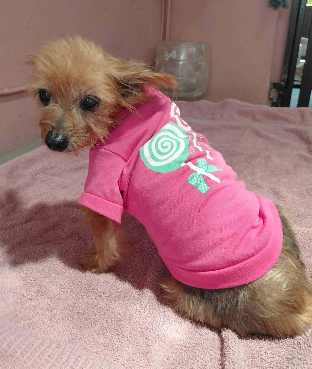 Haley, Adoptable, Adult Female Yorkshire Terrier.