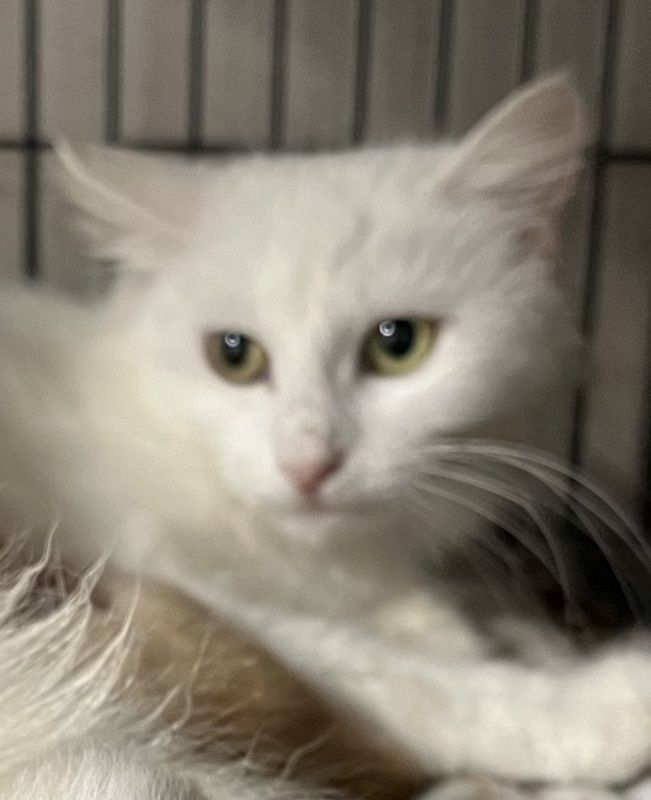 Enlarge Chrissy, a Adoptable Turkish Angora in Porter, TX image 1/1