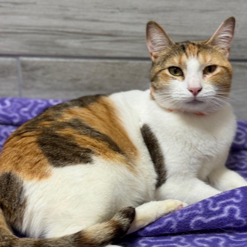 Blondie, Adoptable, Adult Female Domestic Short Hair & Domestic Short Hair.