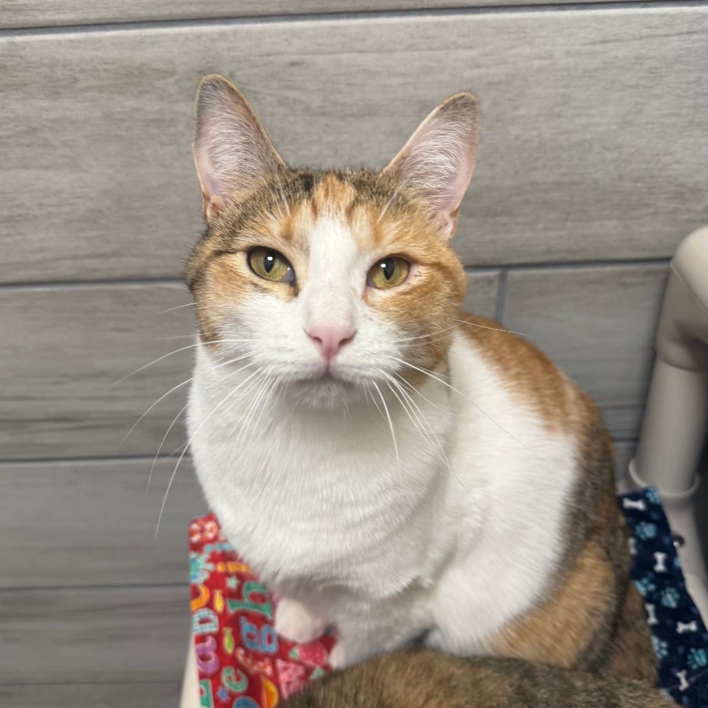 Enlarge Blondie, a Adoptable mixed breed in Albuquerque, NM image 1/6