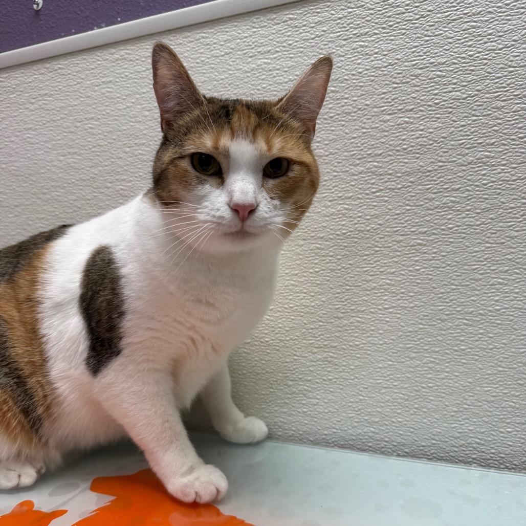 Enlarge Blondie, a Adoptable mixed breed in Albuquerque, NM image 2/6