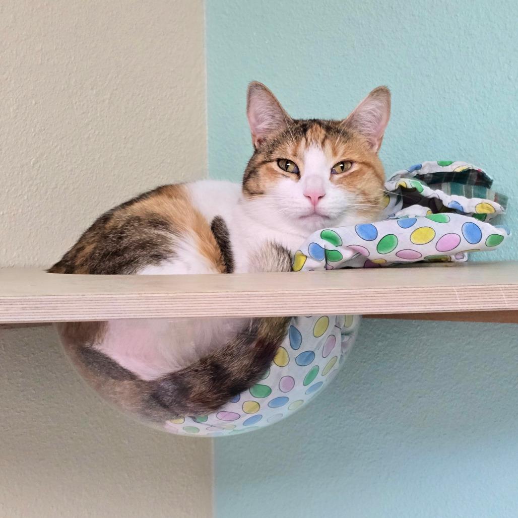 Enlarge Blondie, a Adoptable mixed breed in Albuquerque, NM image 3/6