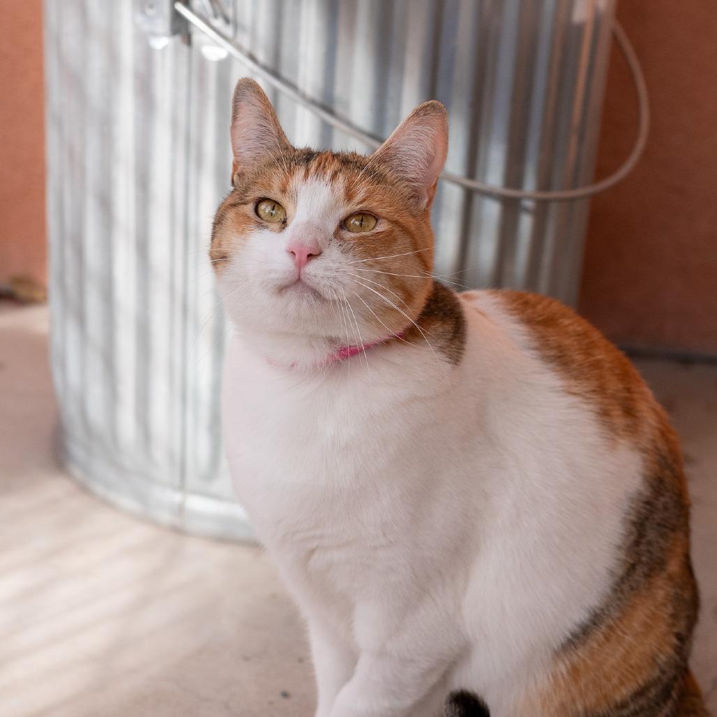 Enlarge Blondie, a Adoptable mixed breed in Albuquerque, NM image 4/6