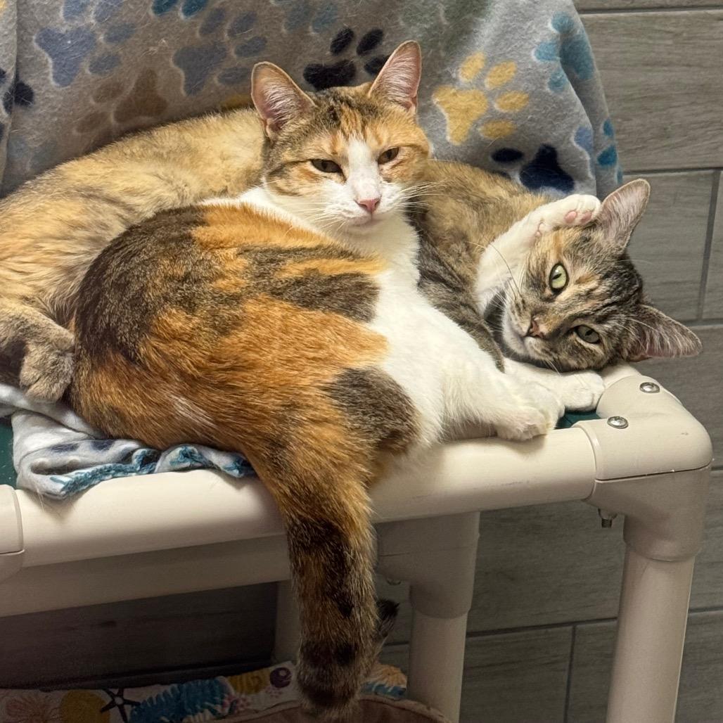 Enlarge Blondie, a Adoptable mixed breed in Albuquerque, NM image 5/6