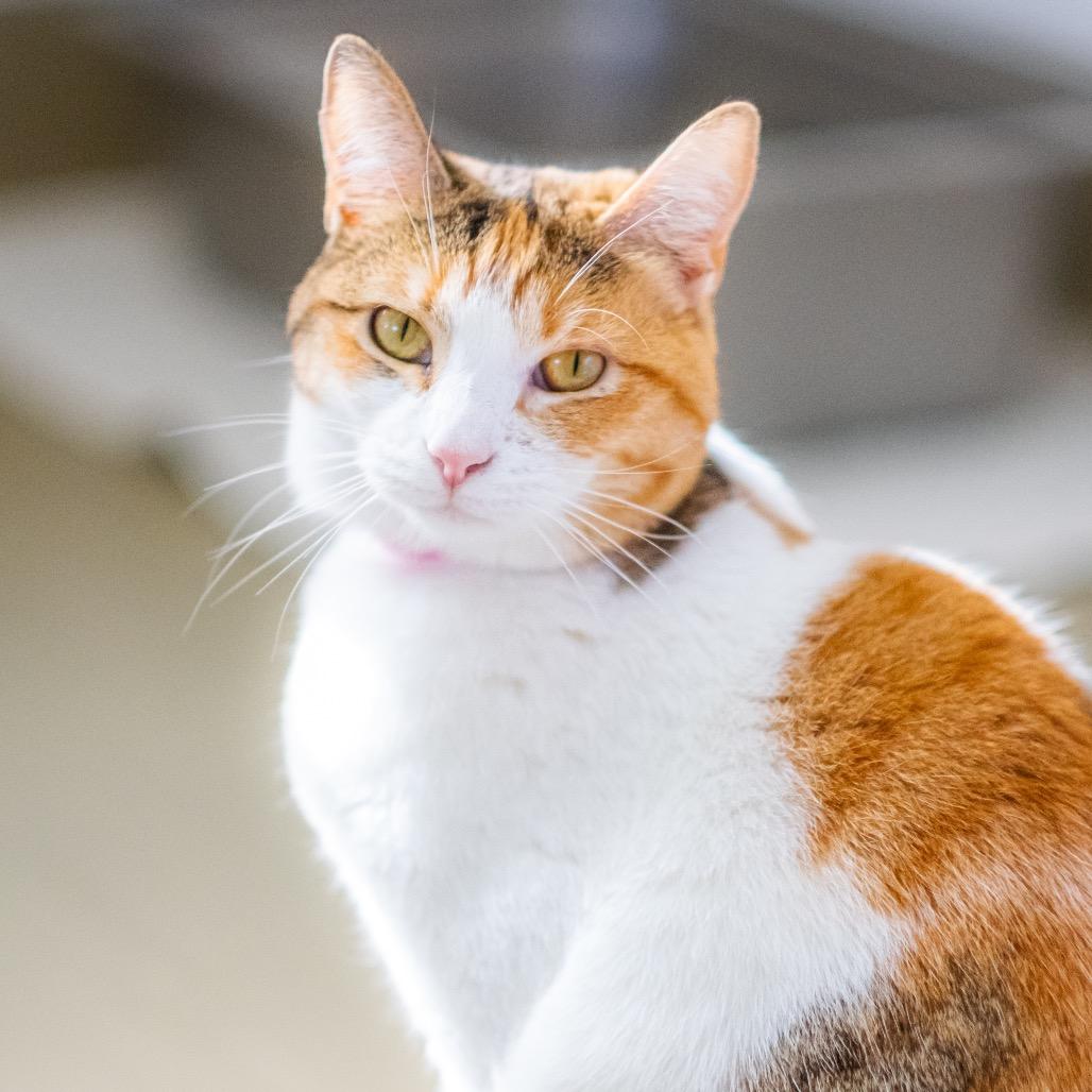 Enlarge Blondie, a Adoptable mixed breed in Albuquerque, NM image 6/6