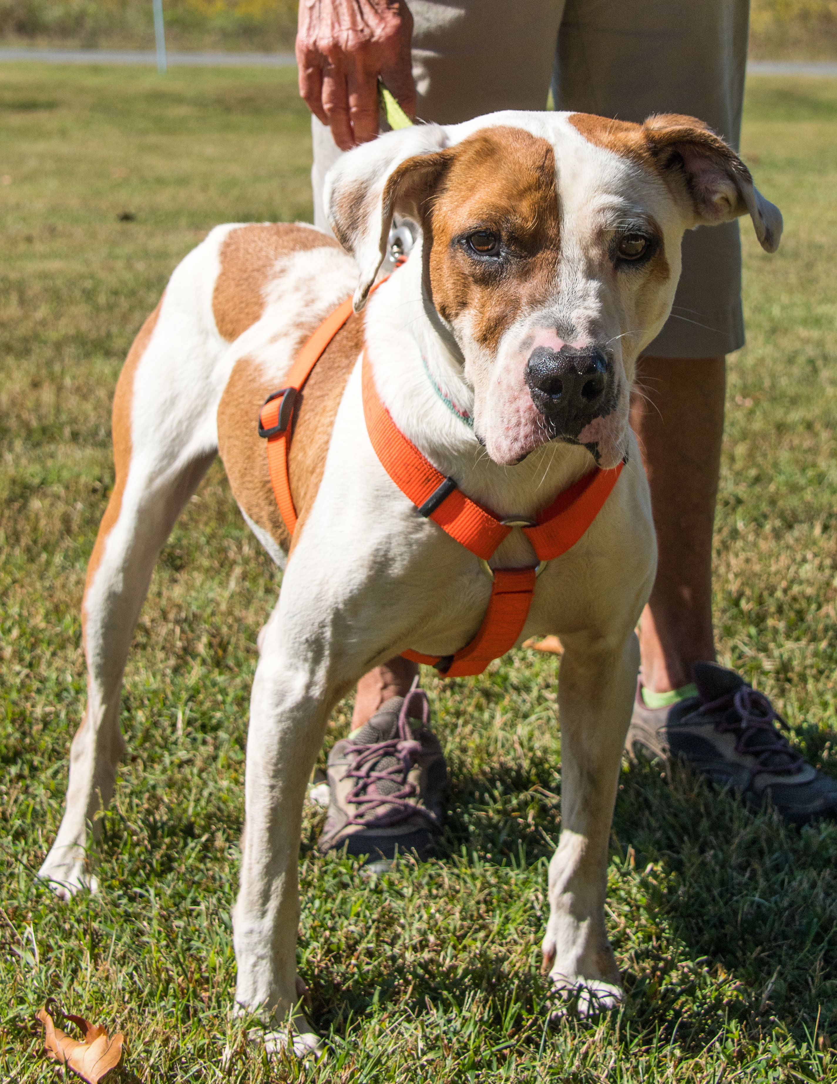 Rocky - Mr. Wonderful, a Adoptable mixed breed in Midlothian, VA image 1/10