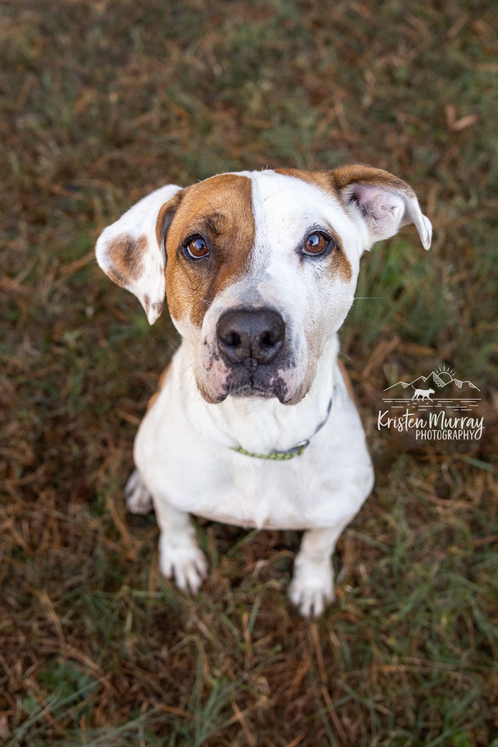 Rocky - Mr. Wonderful, a Adoptable mixed breed in Midlothian, VA image 2/10