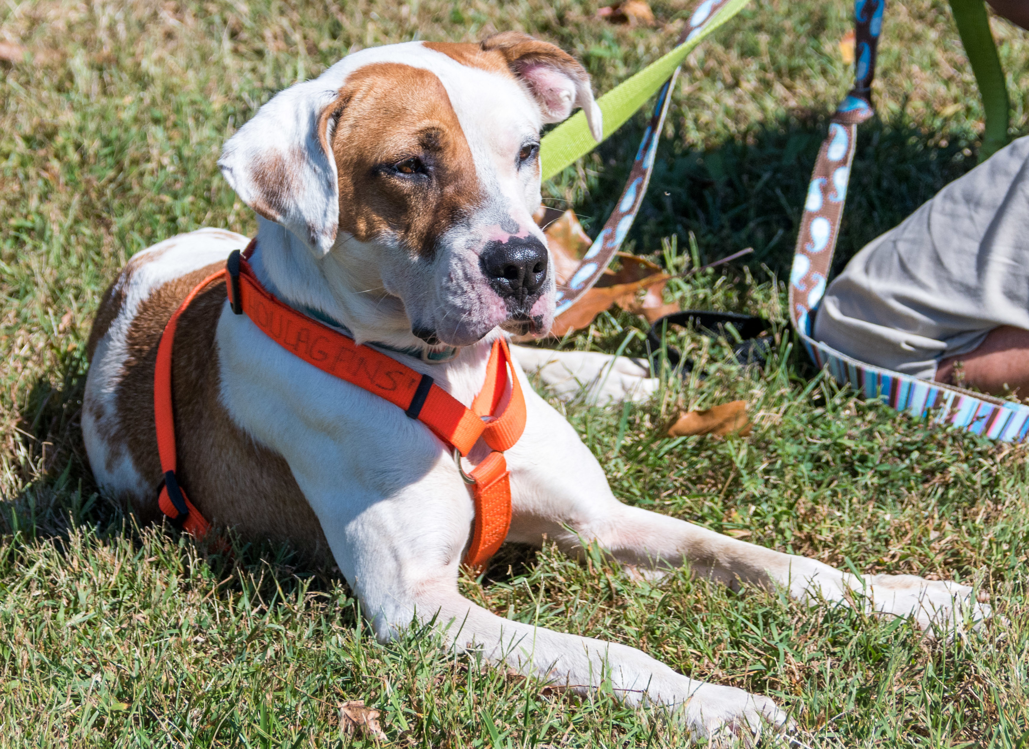 Rocky - Mr. Wonderful, a Adoptable mixed breed in Midlothian, VA image 3/10