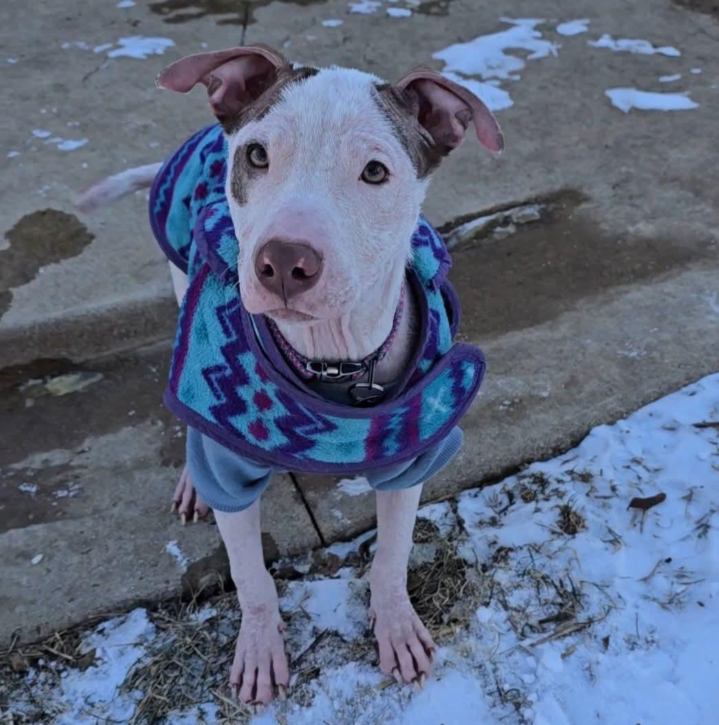 Heidi , an adopted mixed breed in East Peoria, IL image 3/5