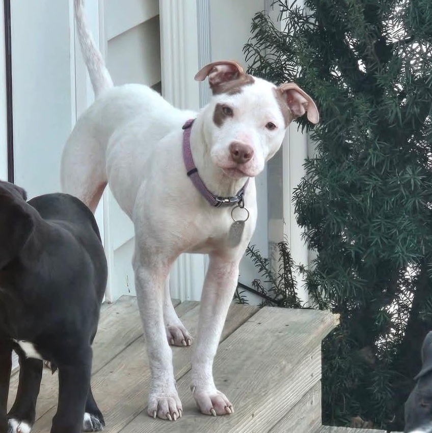 Heidi , an adopted mixed breed in East Peoria, IL image 4/5