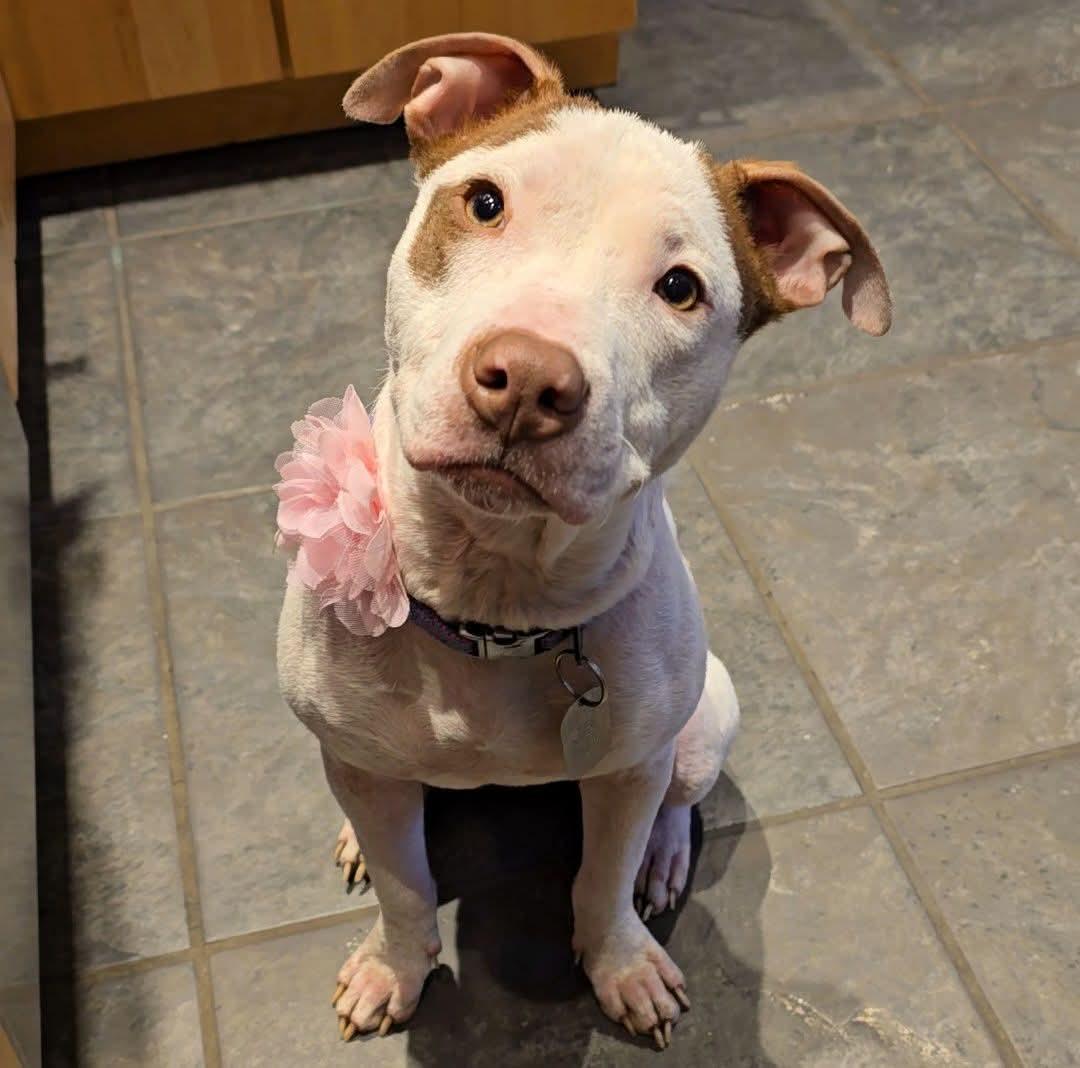 Heidi , an adopted mixed breed in East Peoria, IL image 2/5