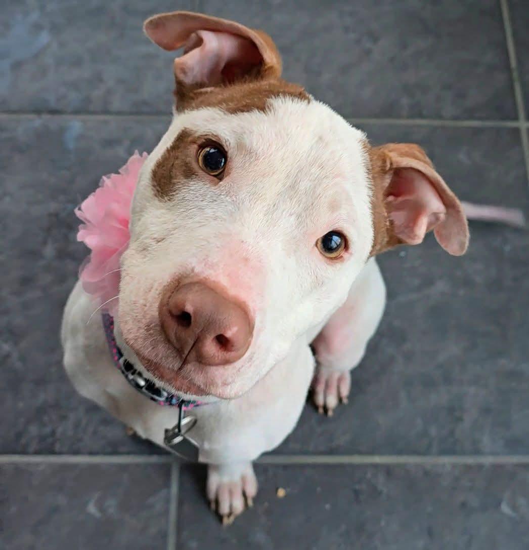 Heidi , ADOPTABLE, Young Female Pit Bull Terrier.