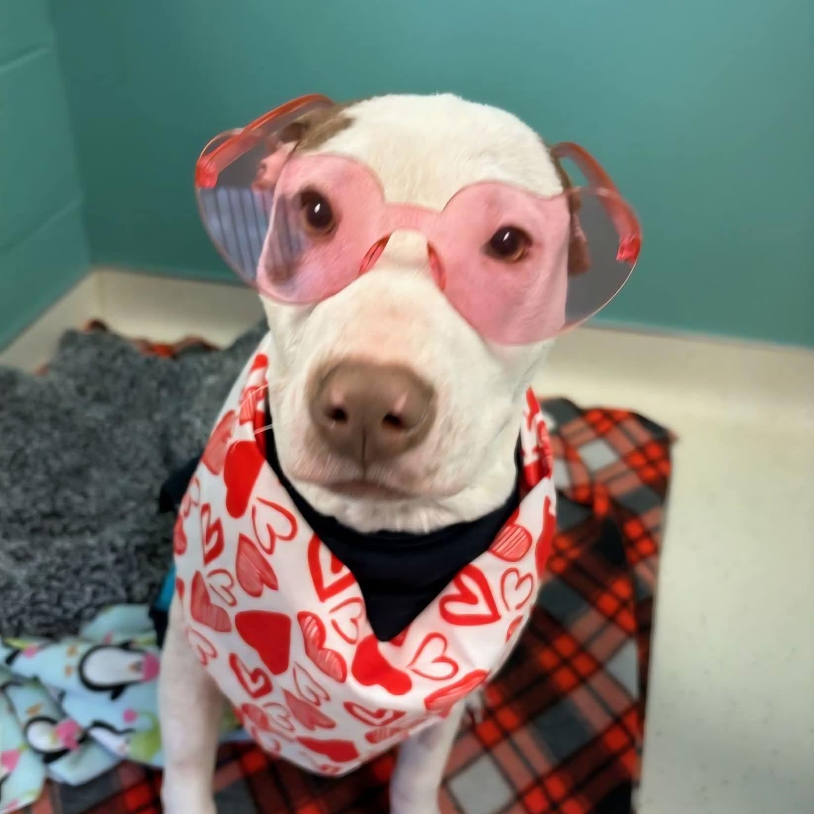 Heidi , an adopted mixed breed in East Peoria, IL image 5/5