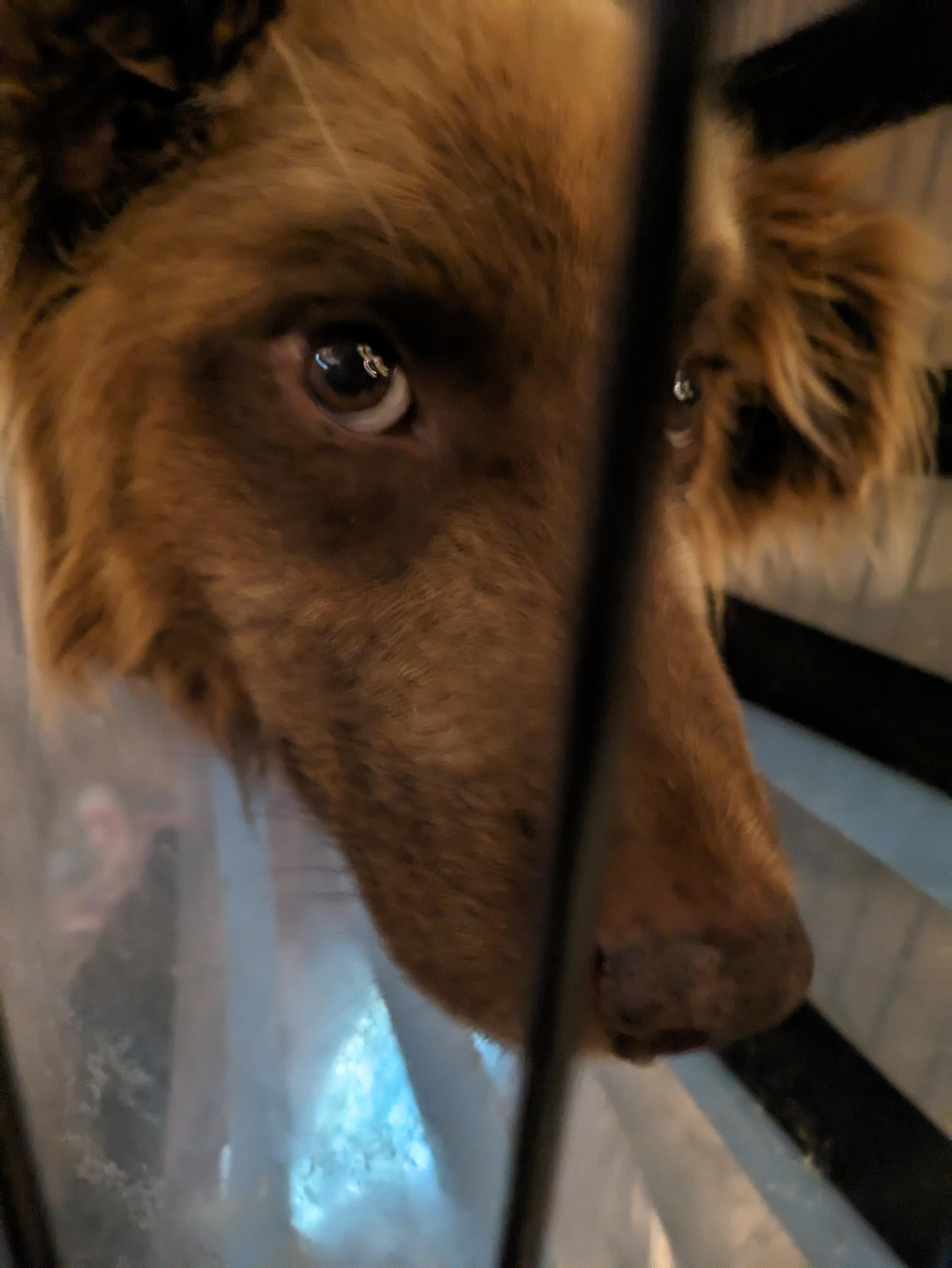 Toffee, Adoptable, Adult Male Australian Shepherd.