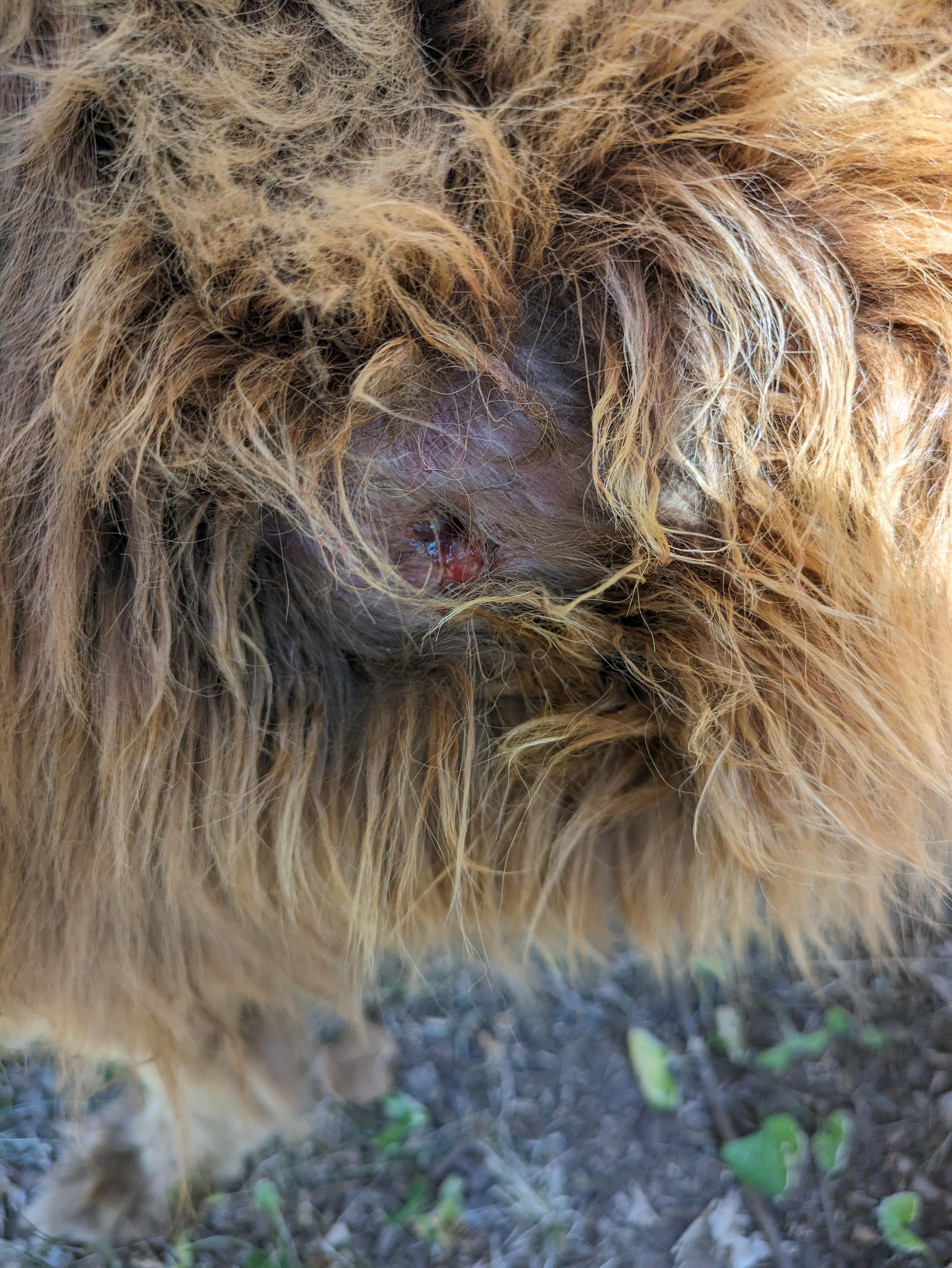 Toffee, a Adoptable mixed breed in Chattanooga, TN image 2/4