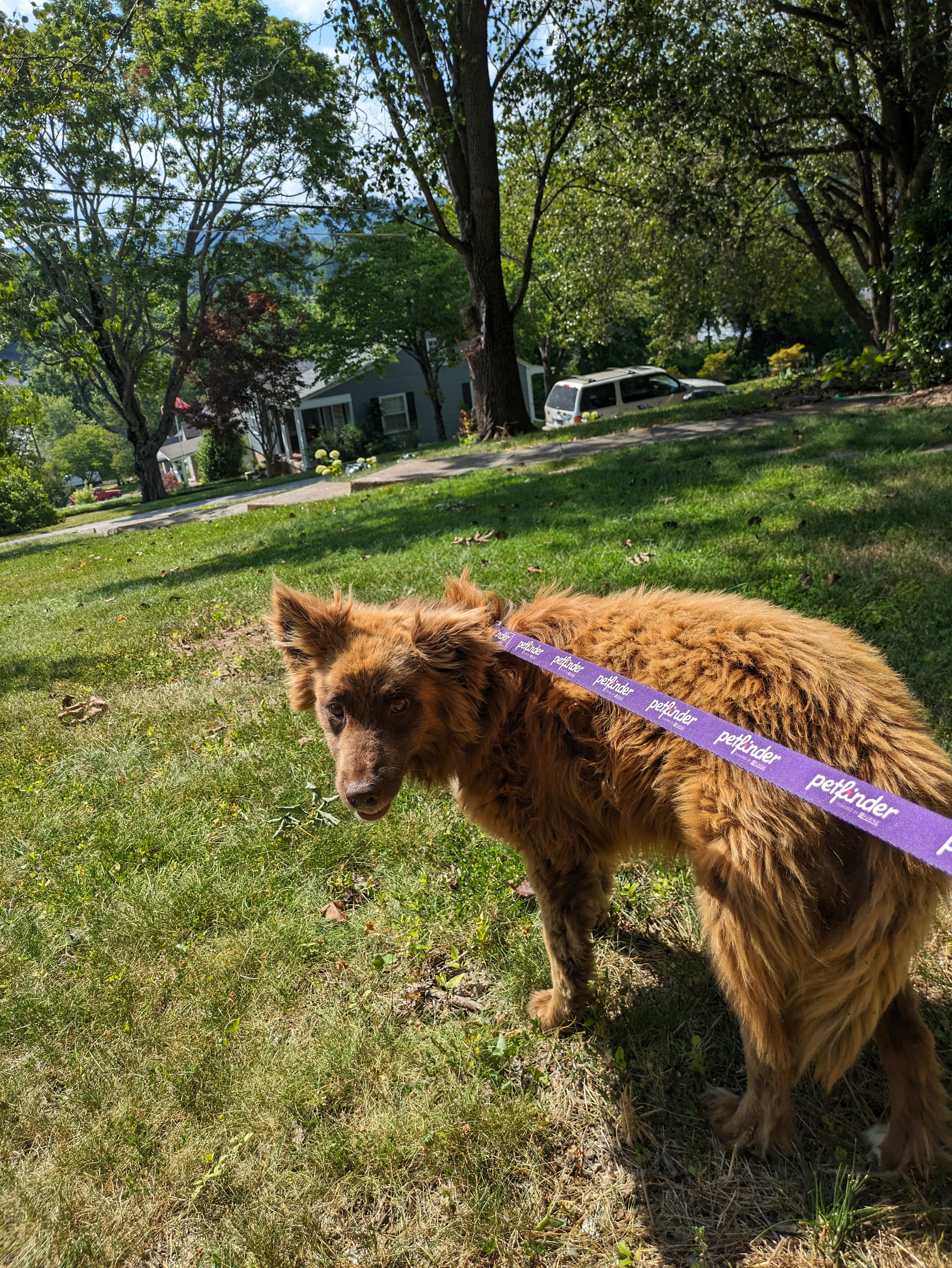 Toffee, a Adoptable mixed breed in Chattanooga, TN image 4/4