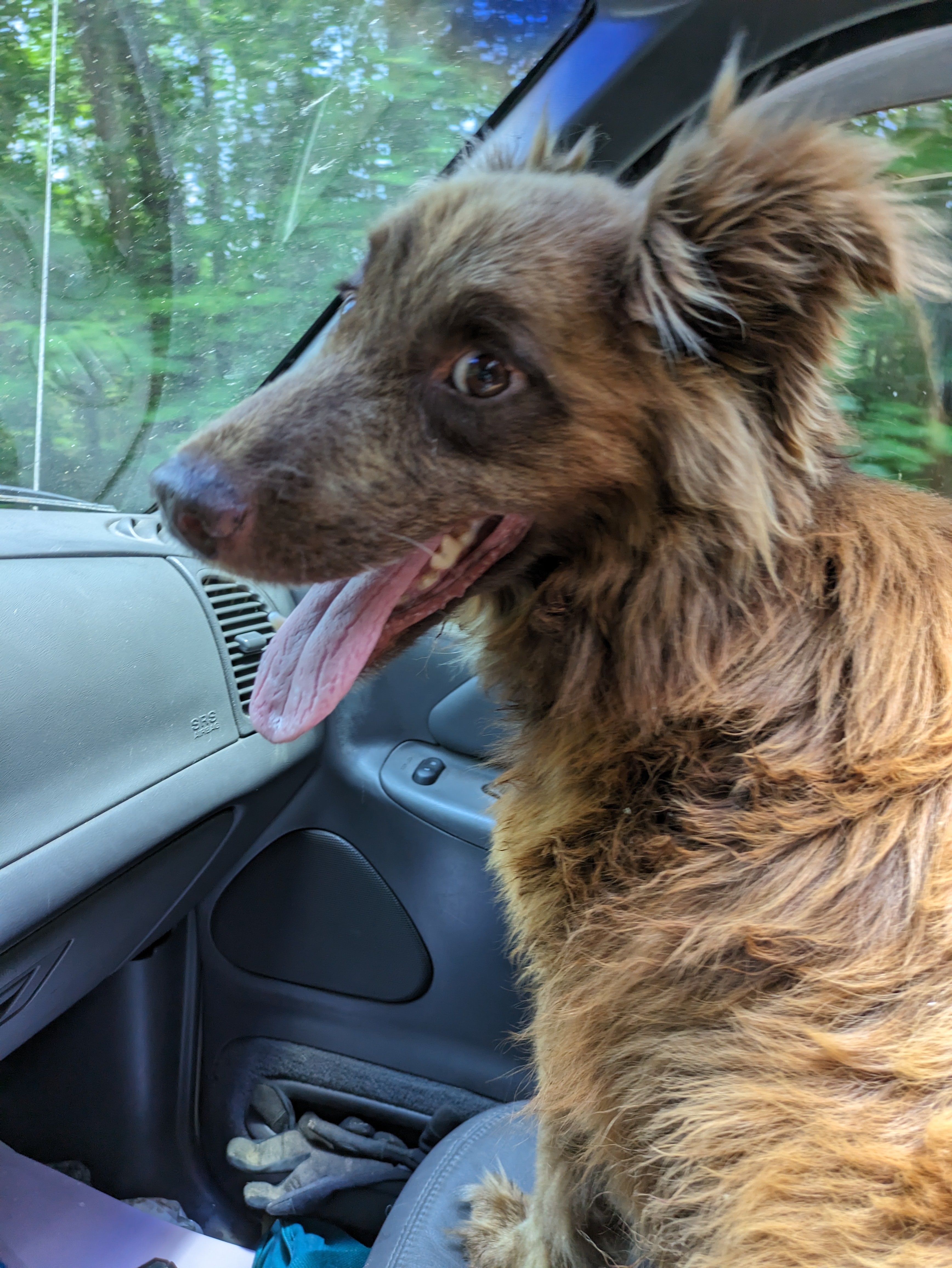 Toffee, a Adoptable mixed breed in Chattanooga, TN image 3/4