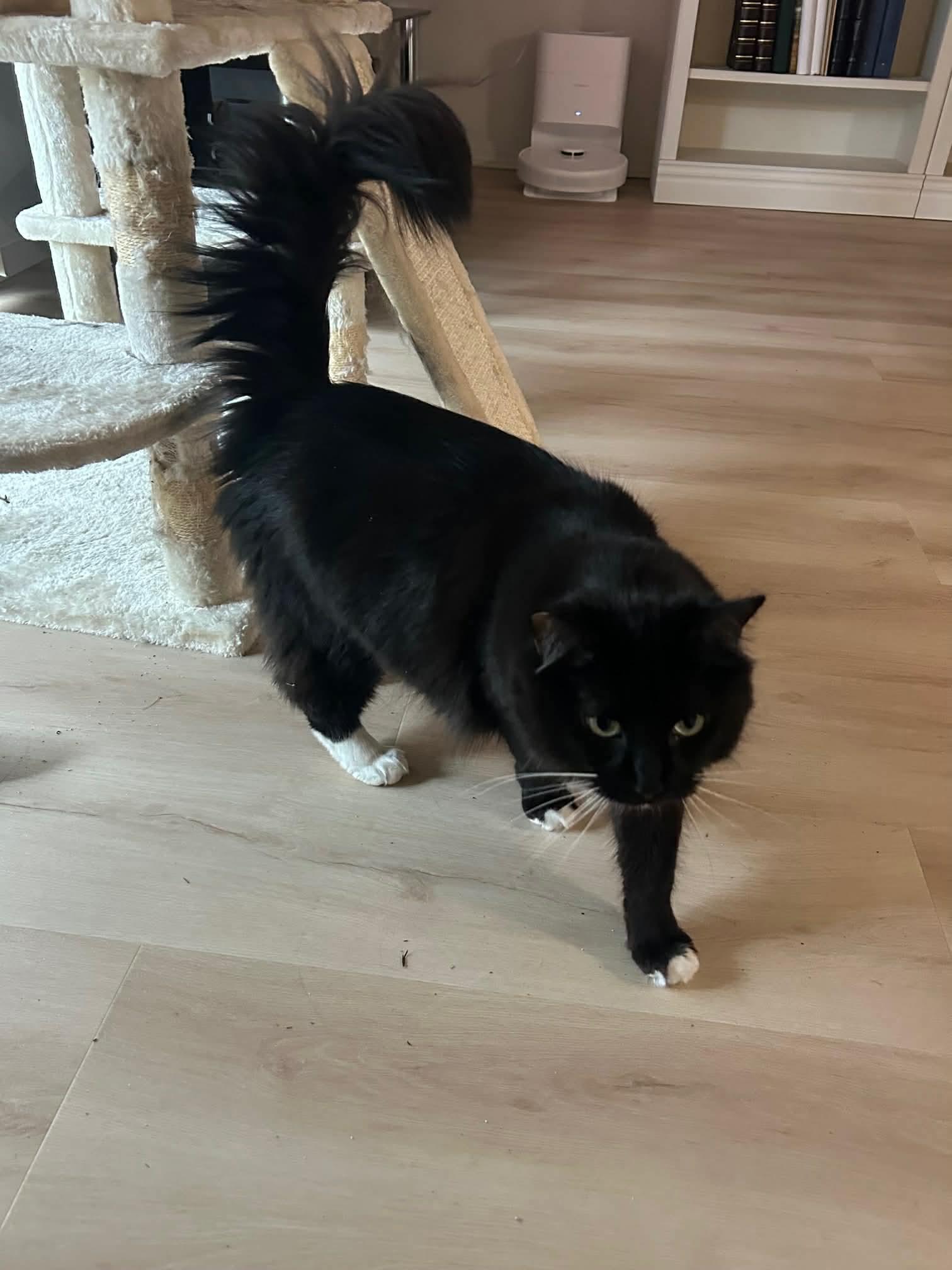 Enlarge Abigail, a ADOPTABLE mixed breed in Gladstone, OR image 2/3