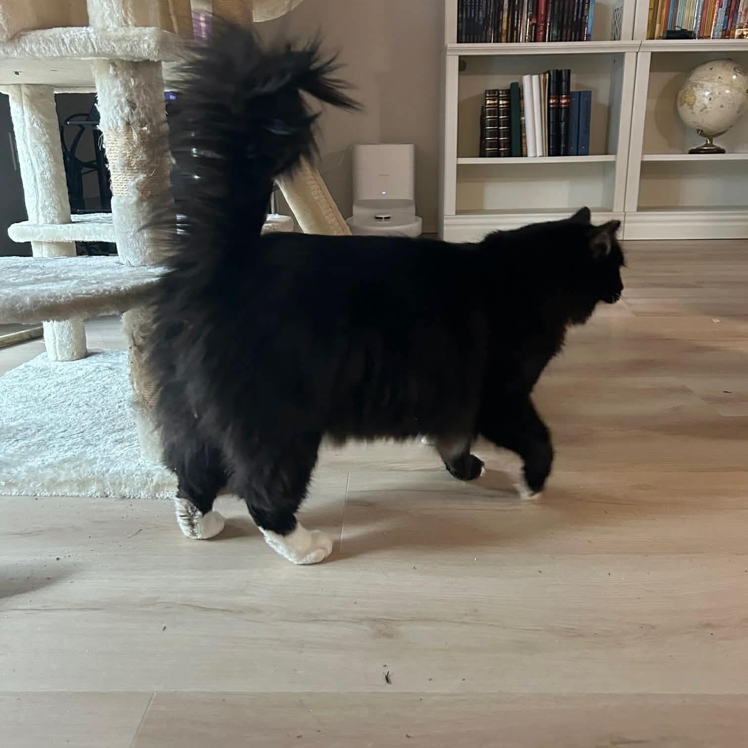 Enlarge Abigail, a ADOPTABLE mixed breed in Gladstone, OR image 3/3