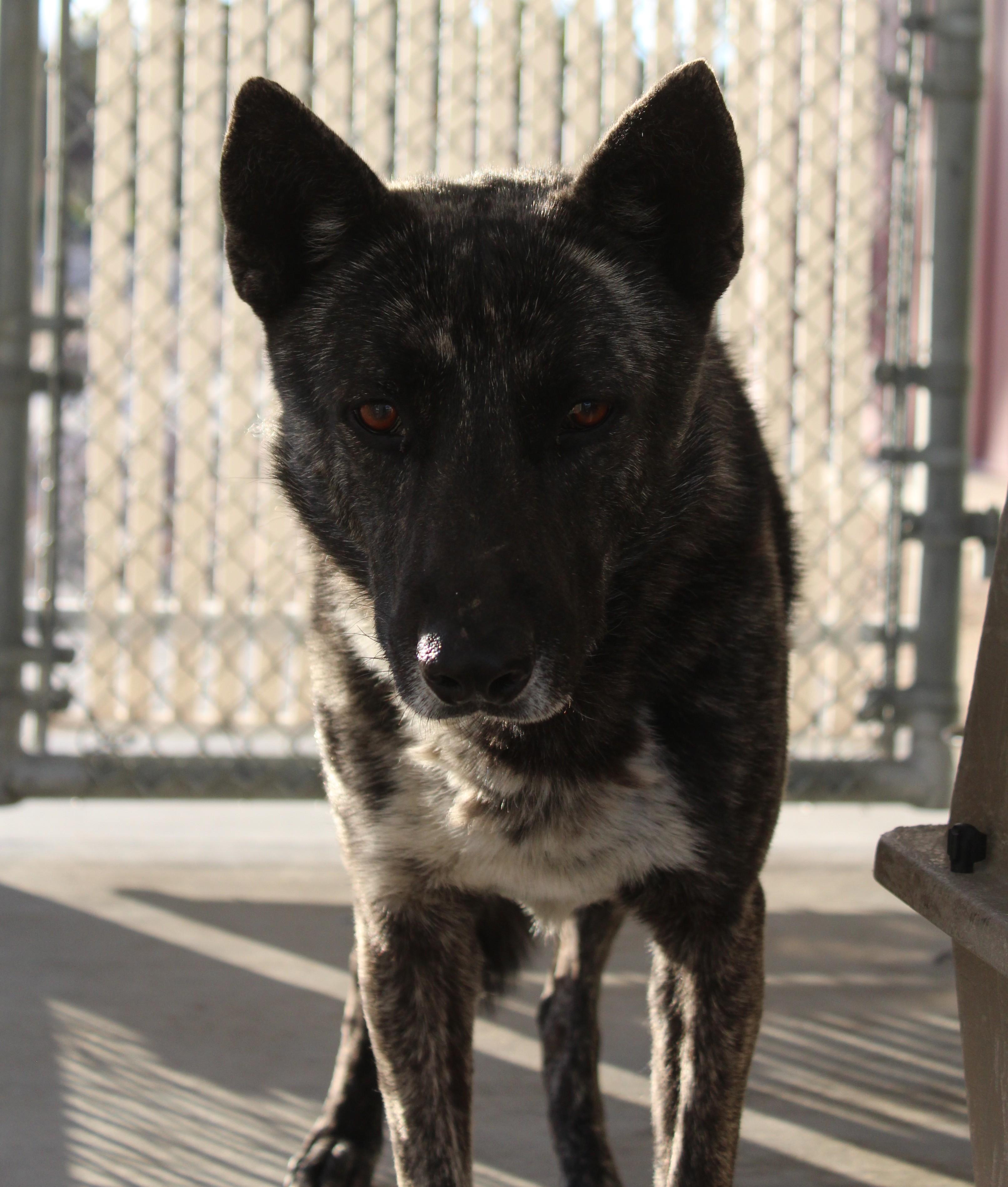 Enlarge Ralphie [Commensal Dog] [Solo], a ADOPTABLE mixed breed in Yucca Valley, CA image 2/2